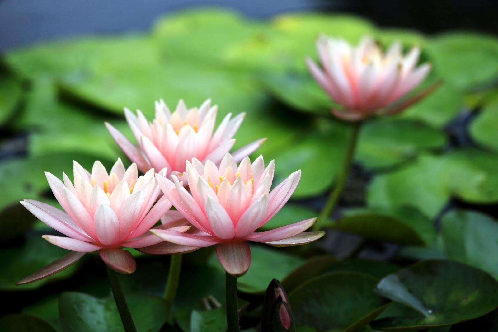 Wallpapers water lily pink flowers leaves on the desktop