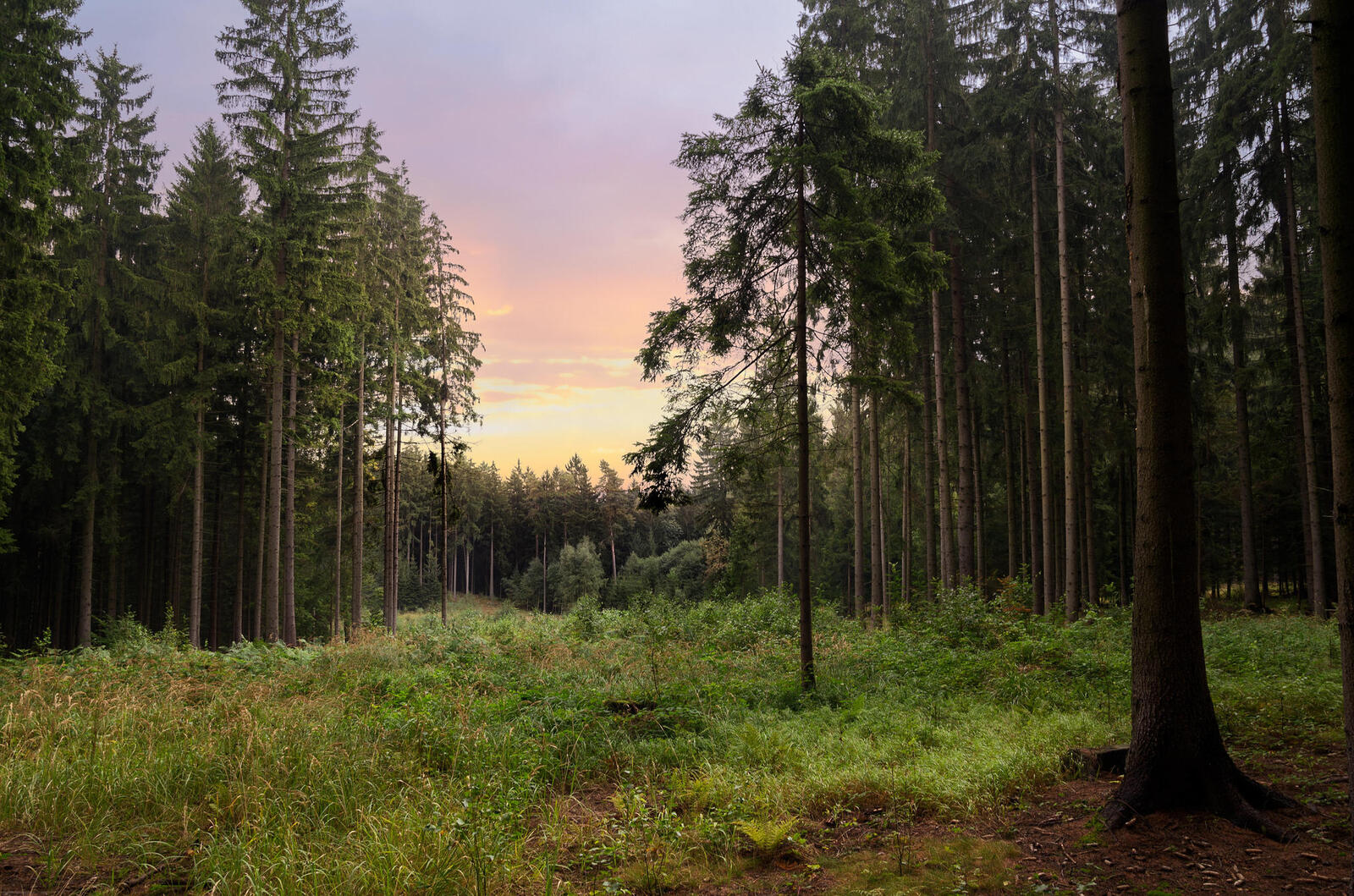 Wallpapers summer trees coniferous forest on the desktop