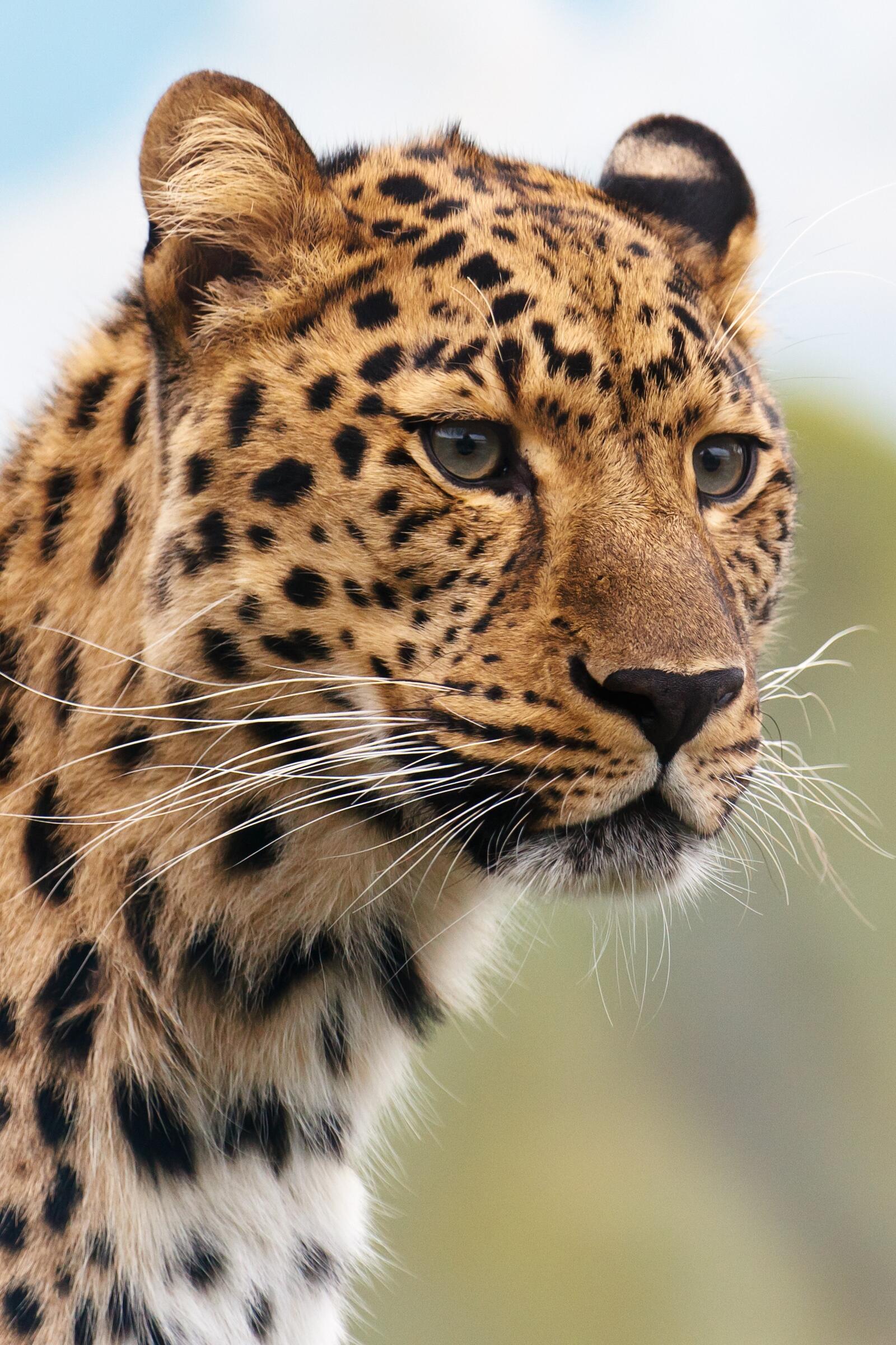 Бесплатное фото Молодой леопард