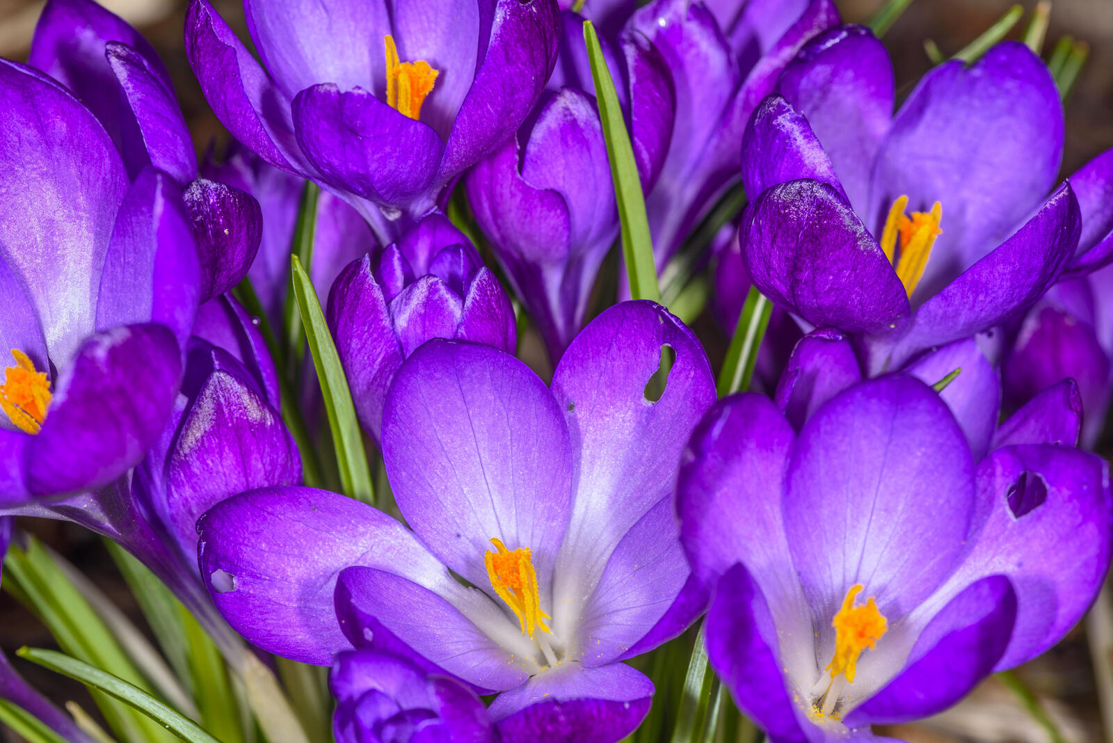 Обои флора крокусы пурпурные цветы на рабочий стол