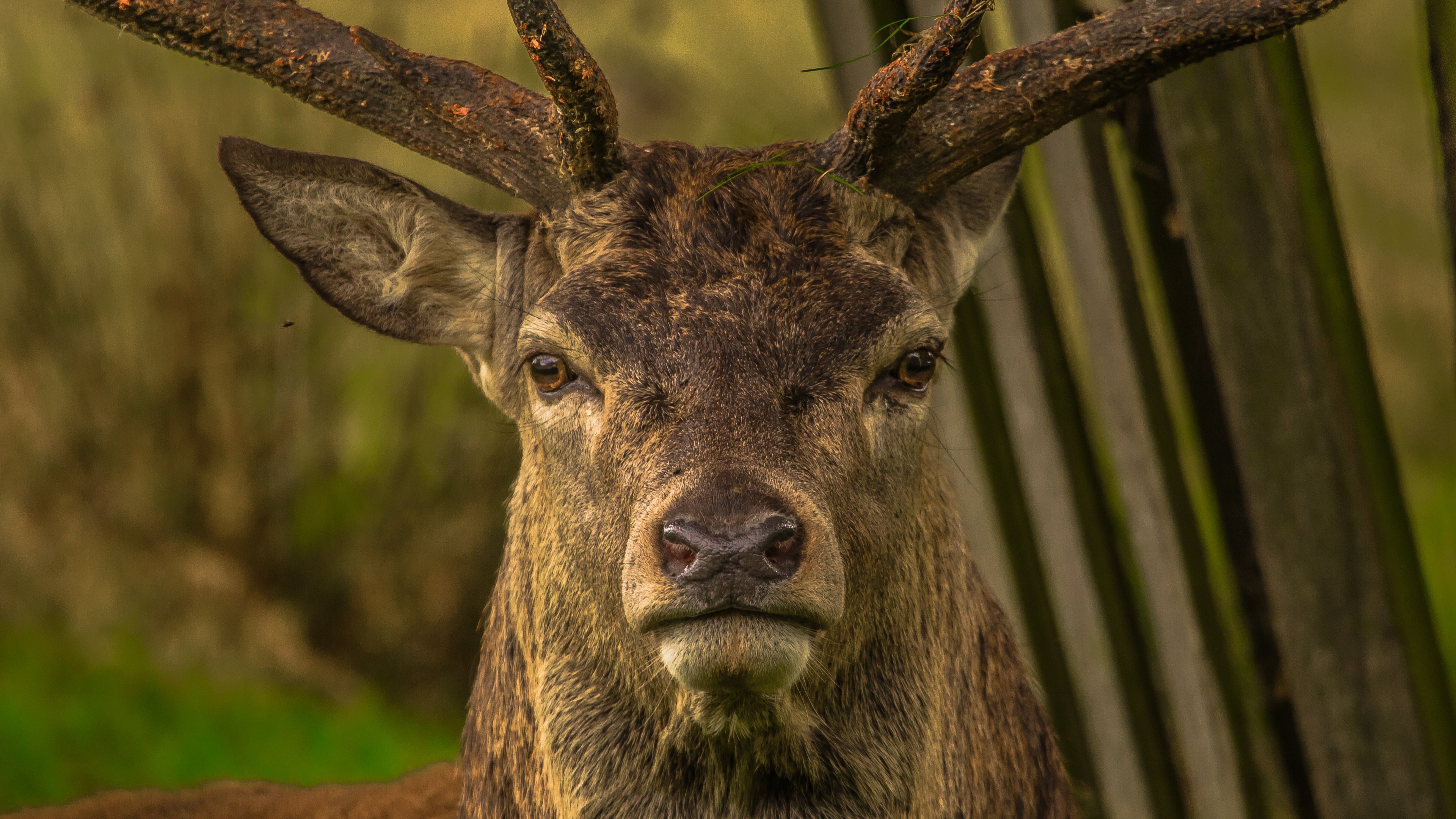 Free photo Portrait of a deer