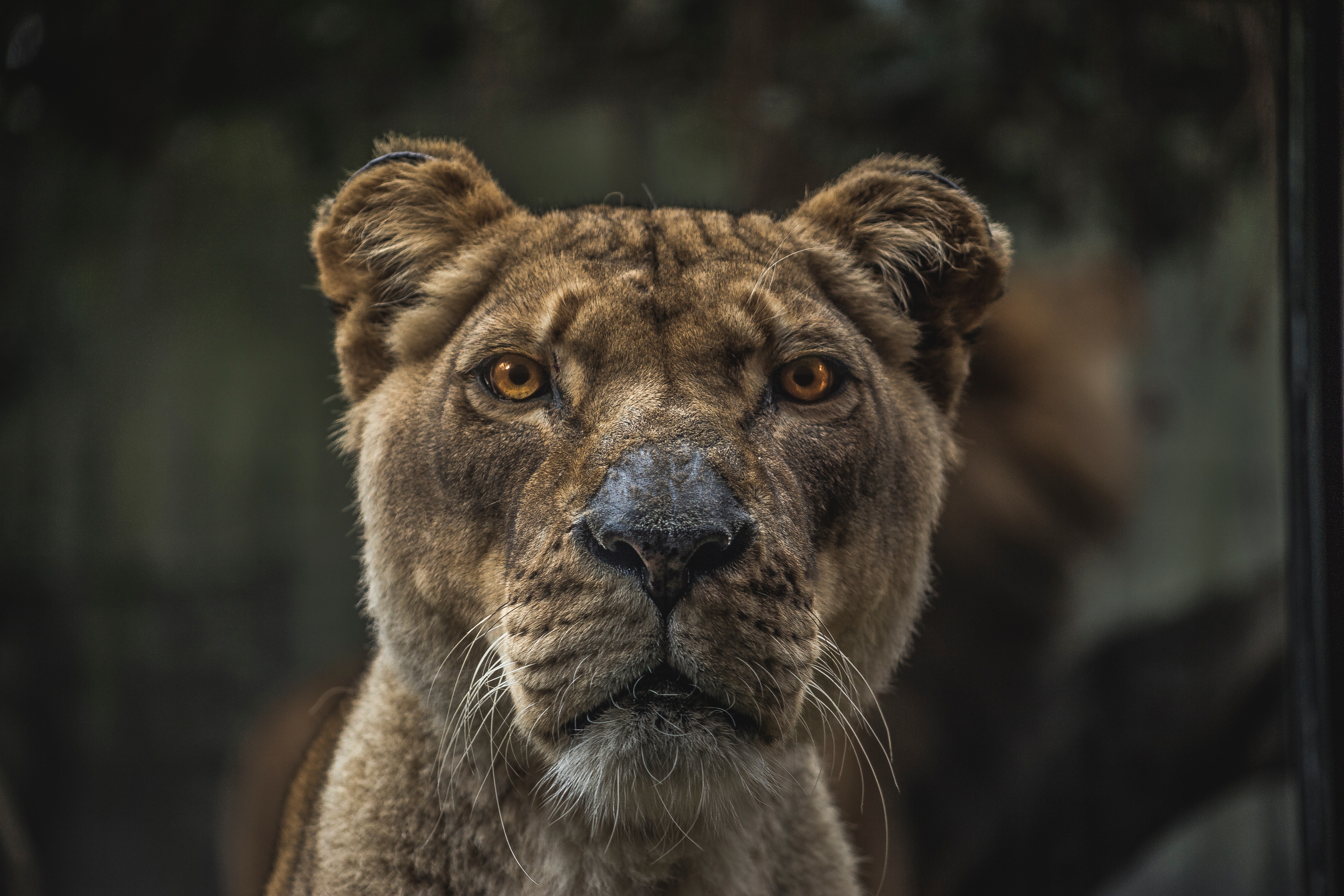 Фото бесплатно львица, животные, макро