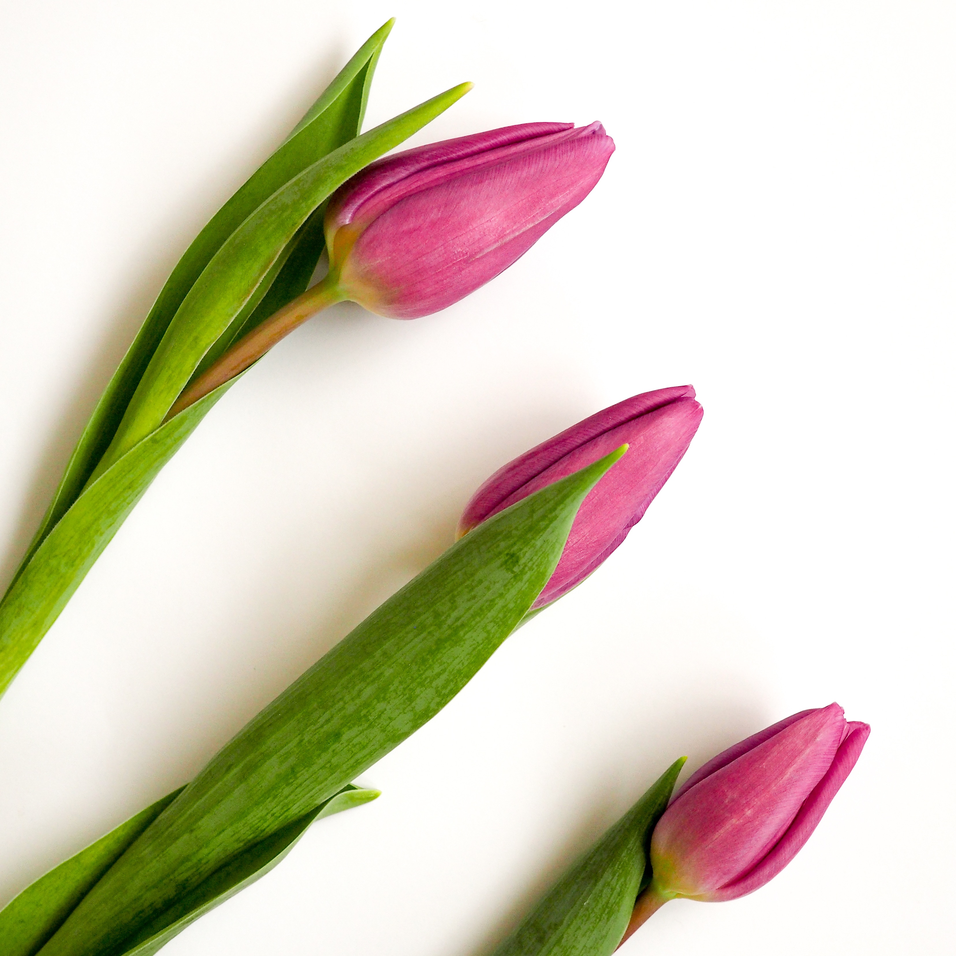 Фото цветы цветочный тюльпан - бесплатные картинки на Fonwall
