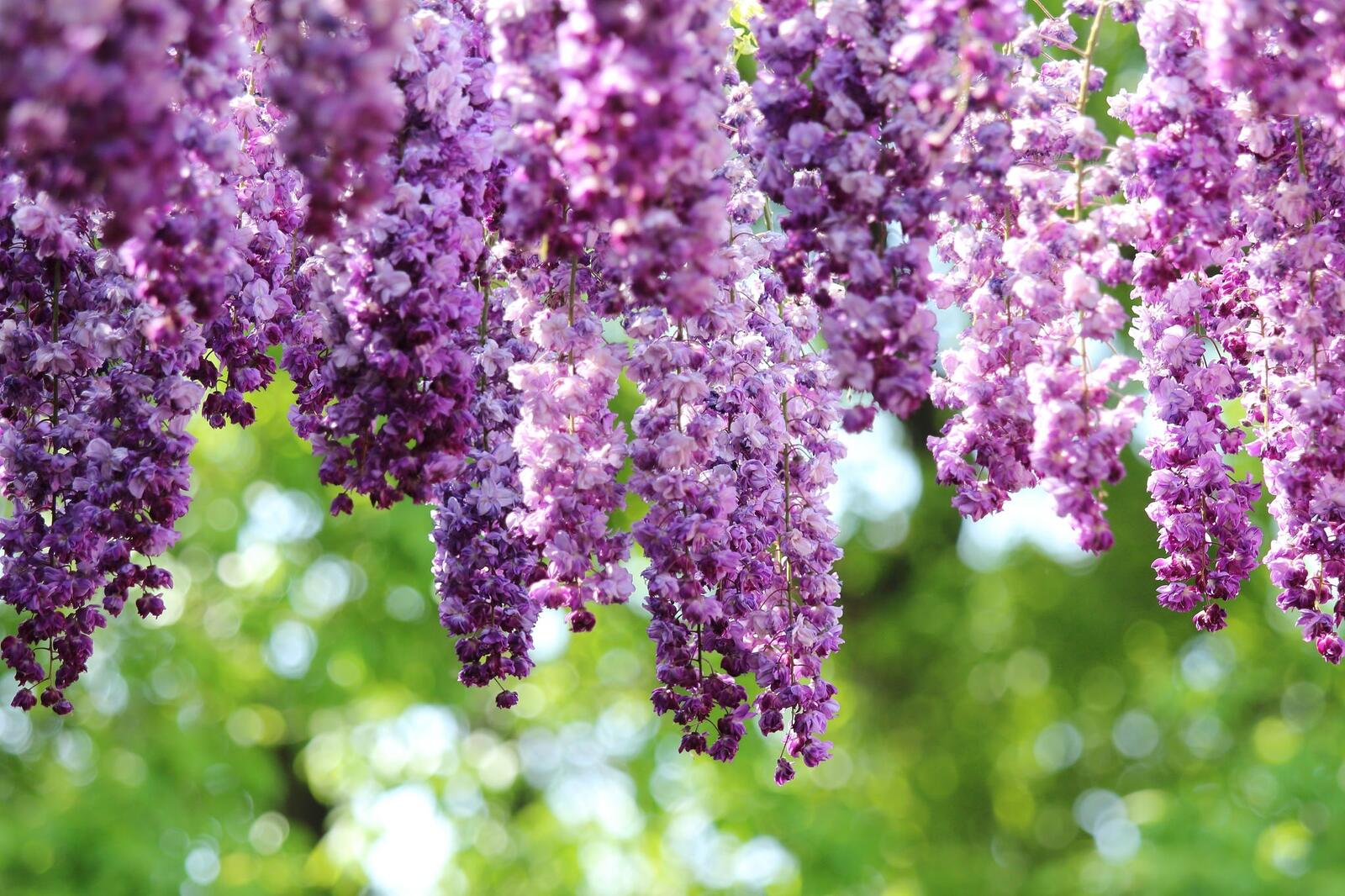 Wallpapers wallpaper wisteria picturesque flowers on the desktop