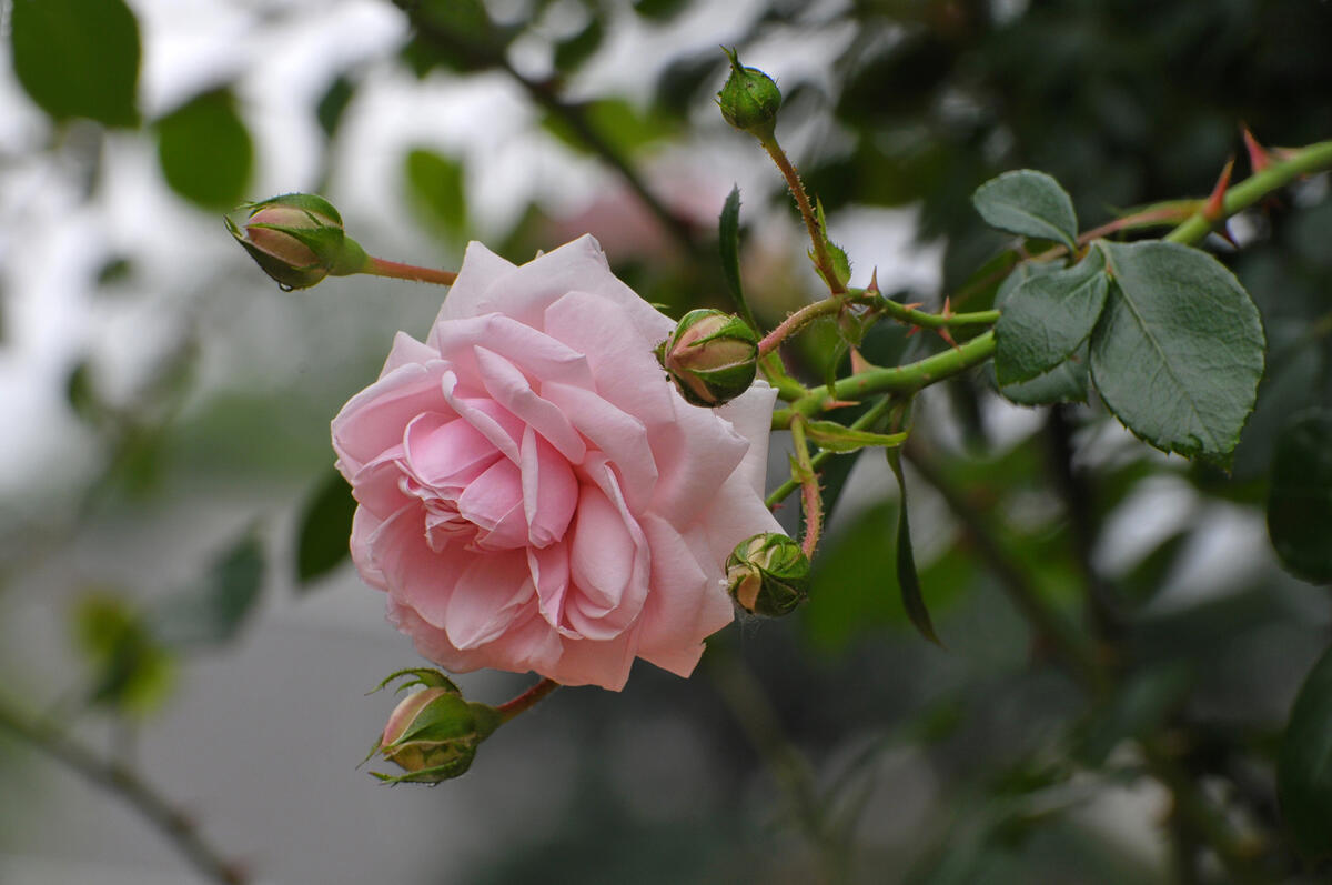 A pink rosebud on a bush