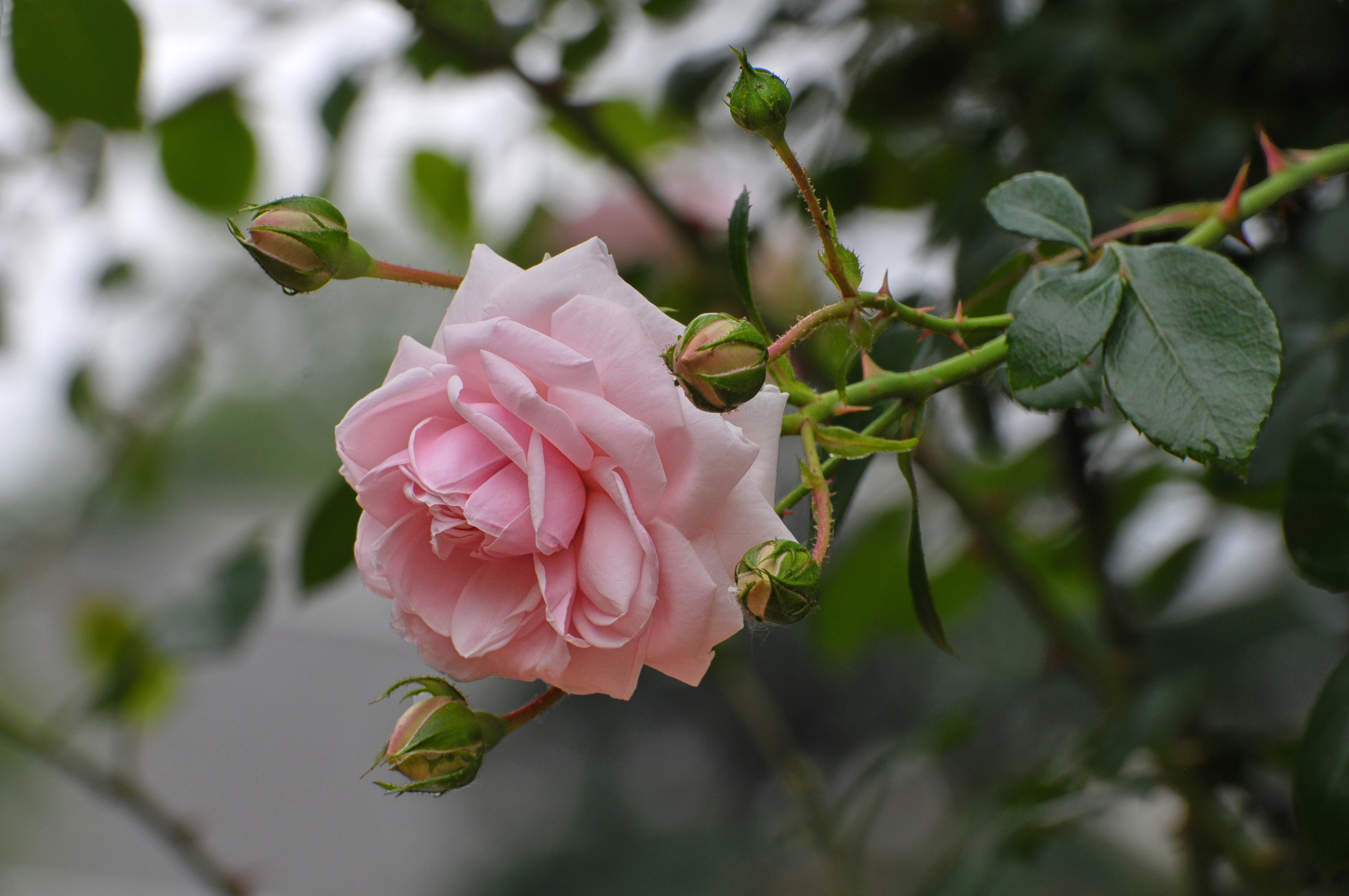 Free photo A pink rosebud on a bush