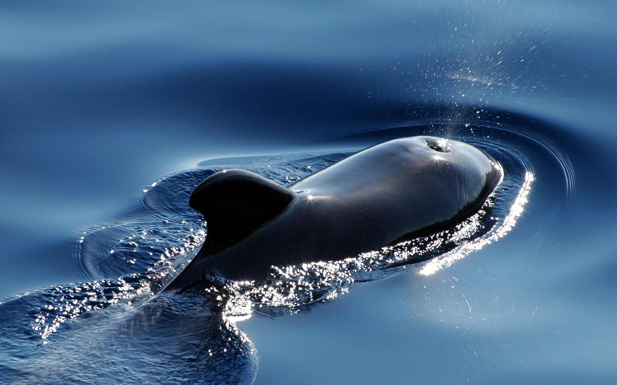 一头虎鲸从水中浮出