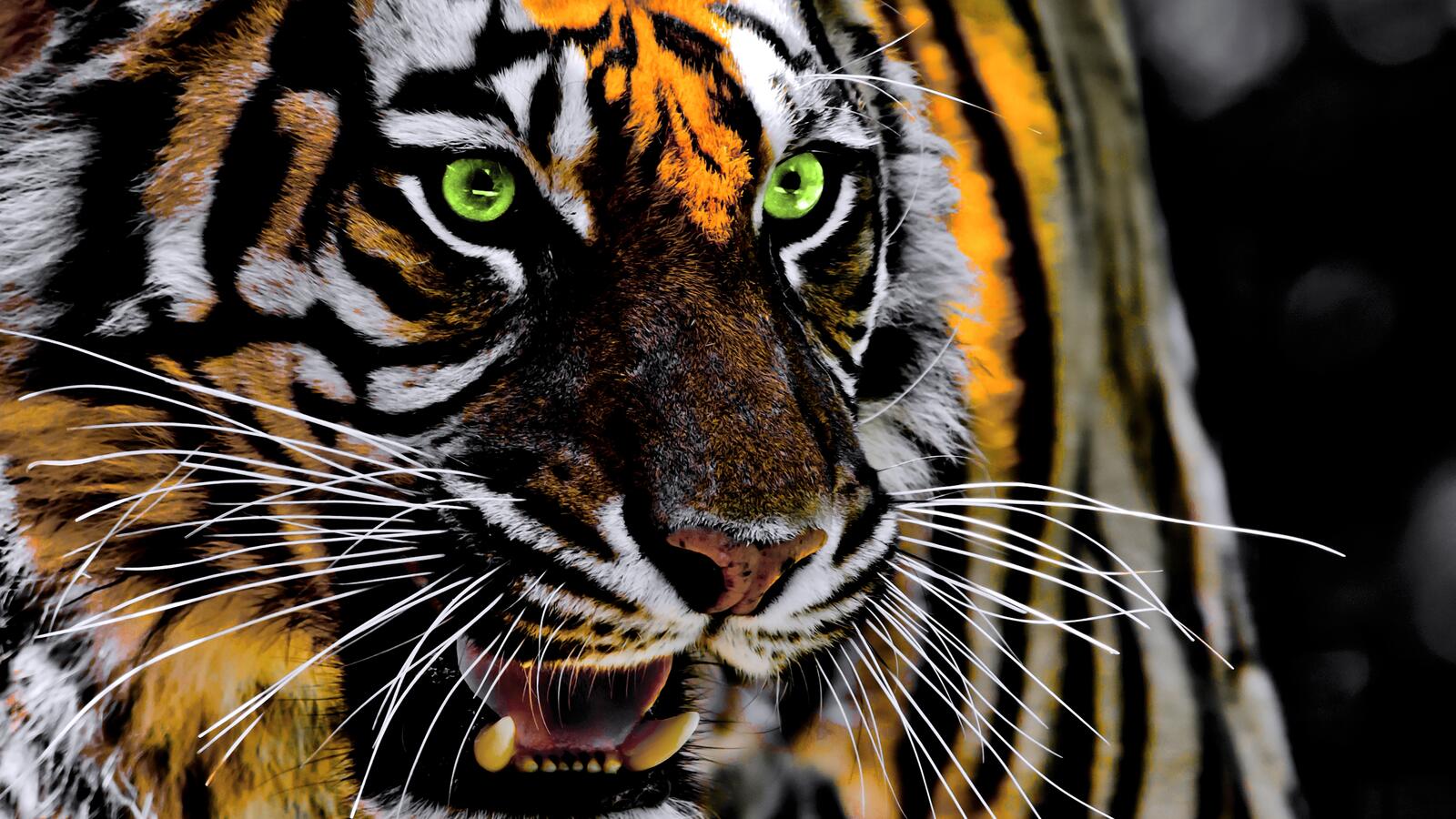 Wallpapers tiger big cats roar on the desktop