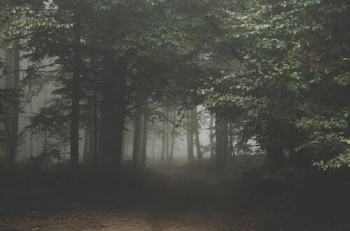 Туманный мрачный летний лес