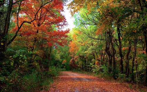Forest road dotted with leaves
