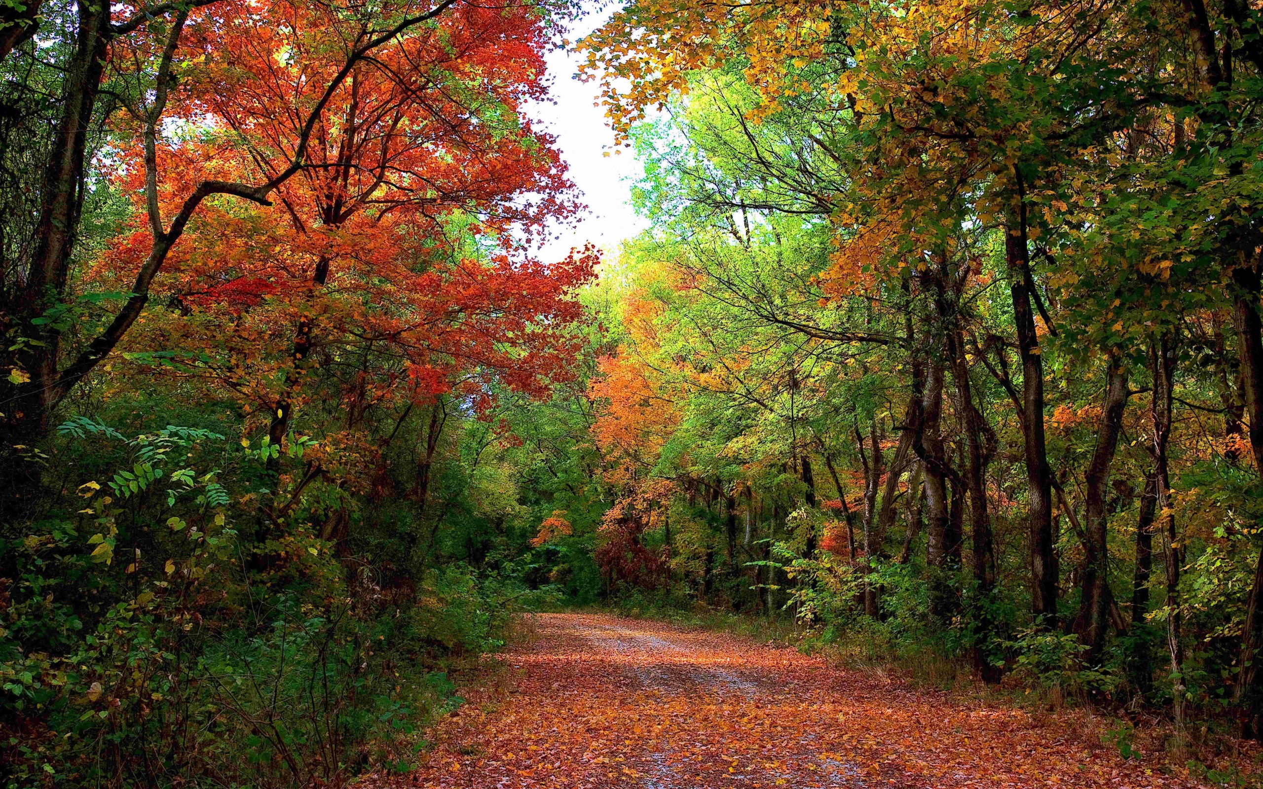 免费照片森林道路上点缀着树叶