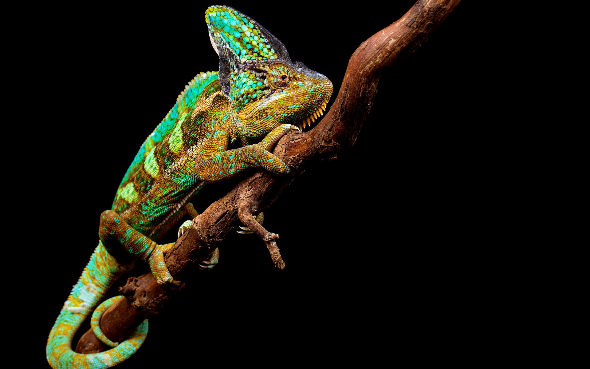 Wallpapers chameleon reptile branch on the desktop