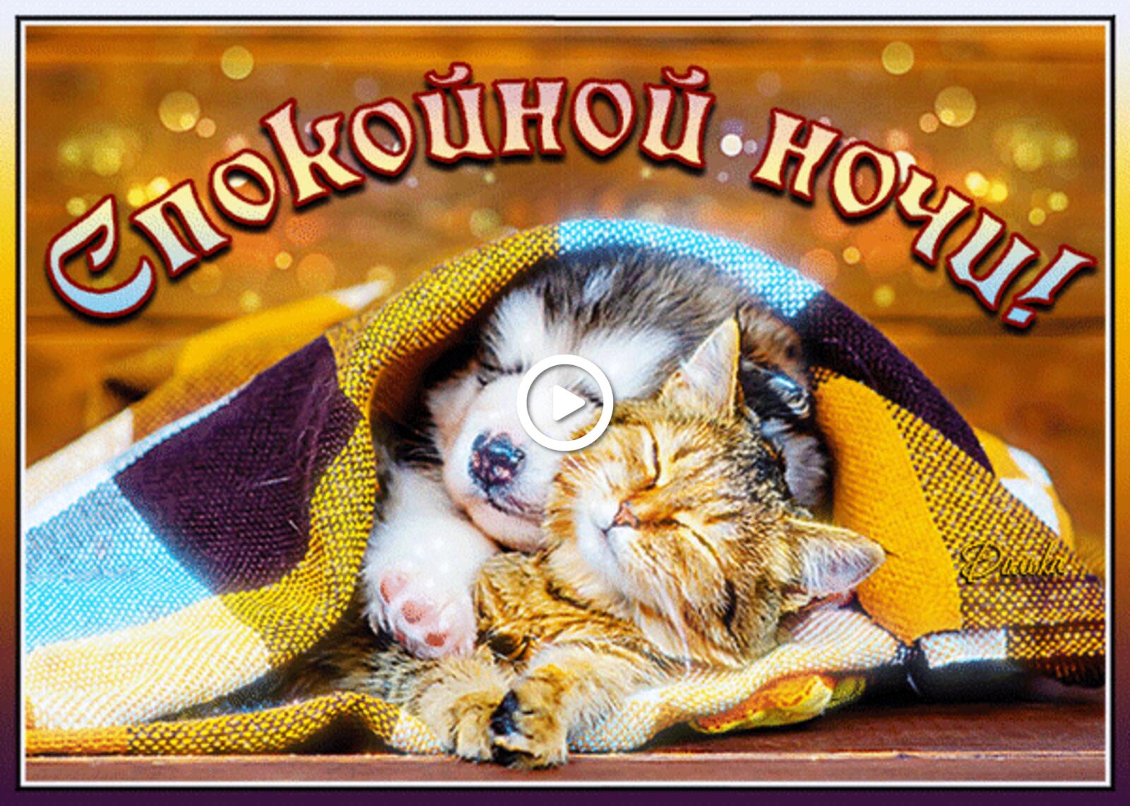 一张以晚安 晚安卡 猫为主题的明信片