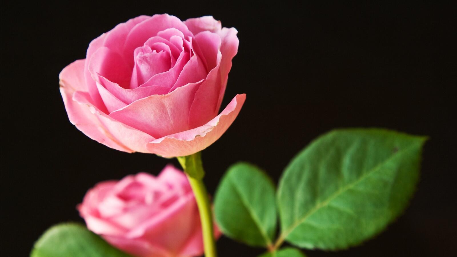Обои листья близко обои розовая роза на рабочий стол