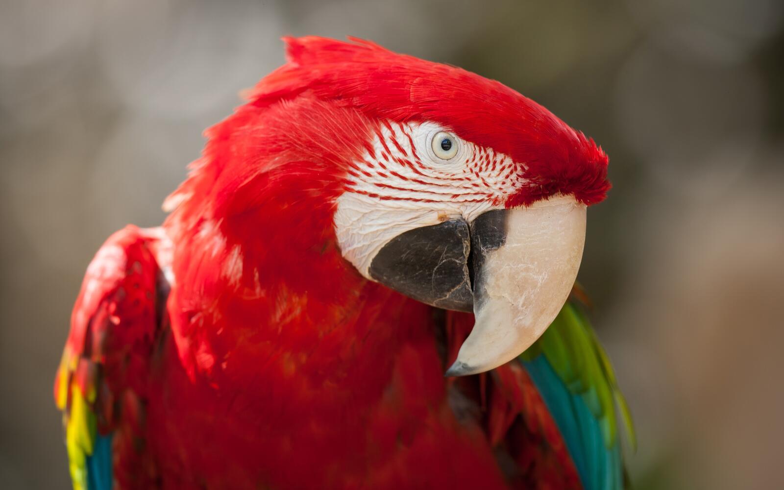 Wallpapers Macaw parrot red on the desktop