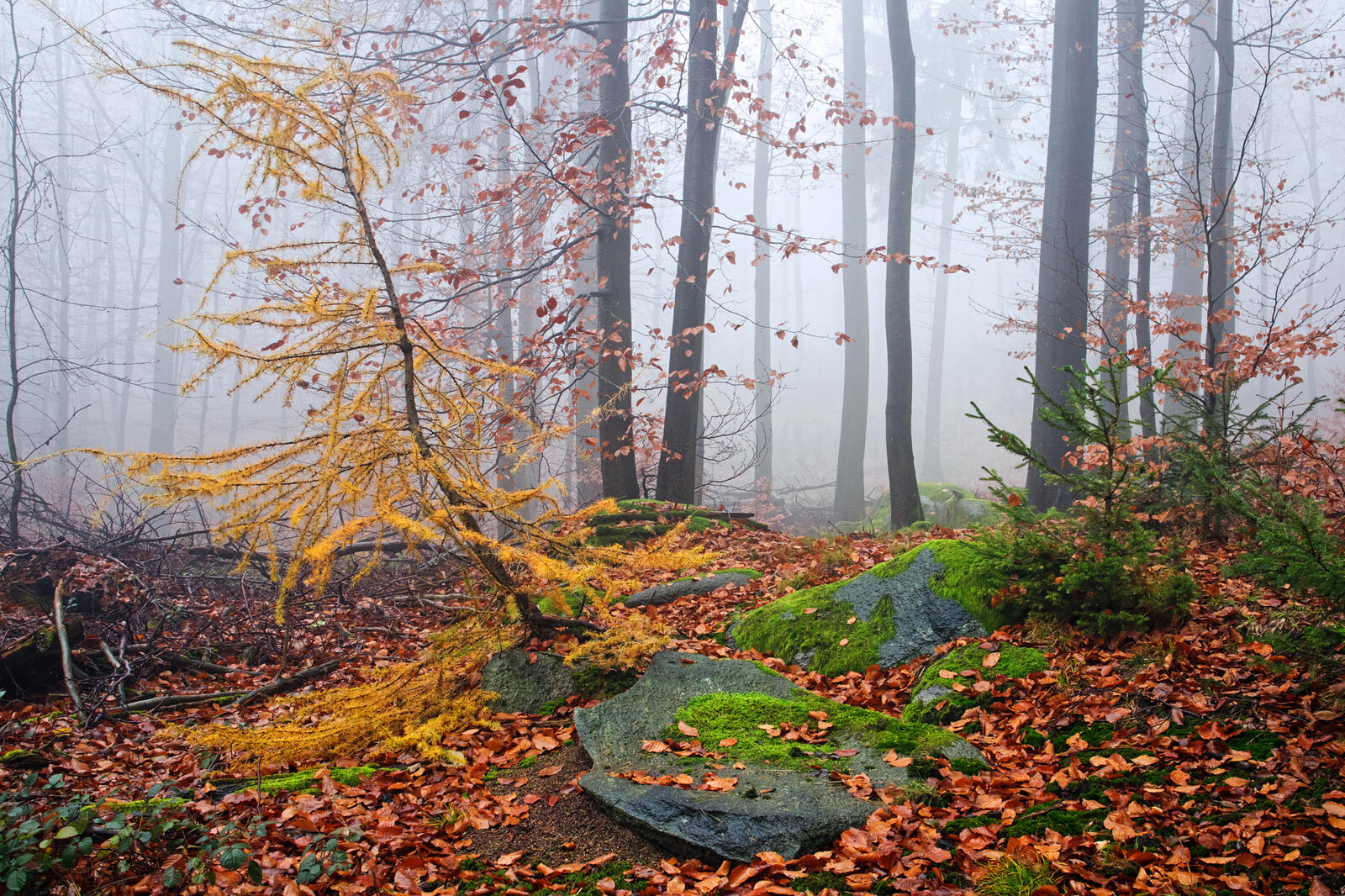 Бесплатное фото Заставка осень, лес, деревья на рабочий стол бесплатно