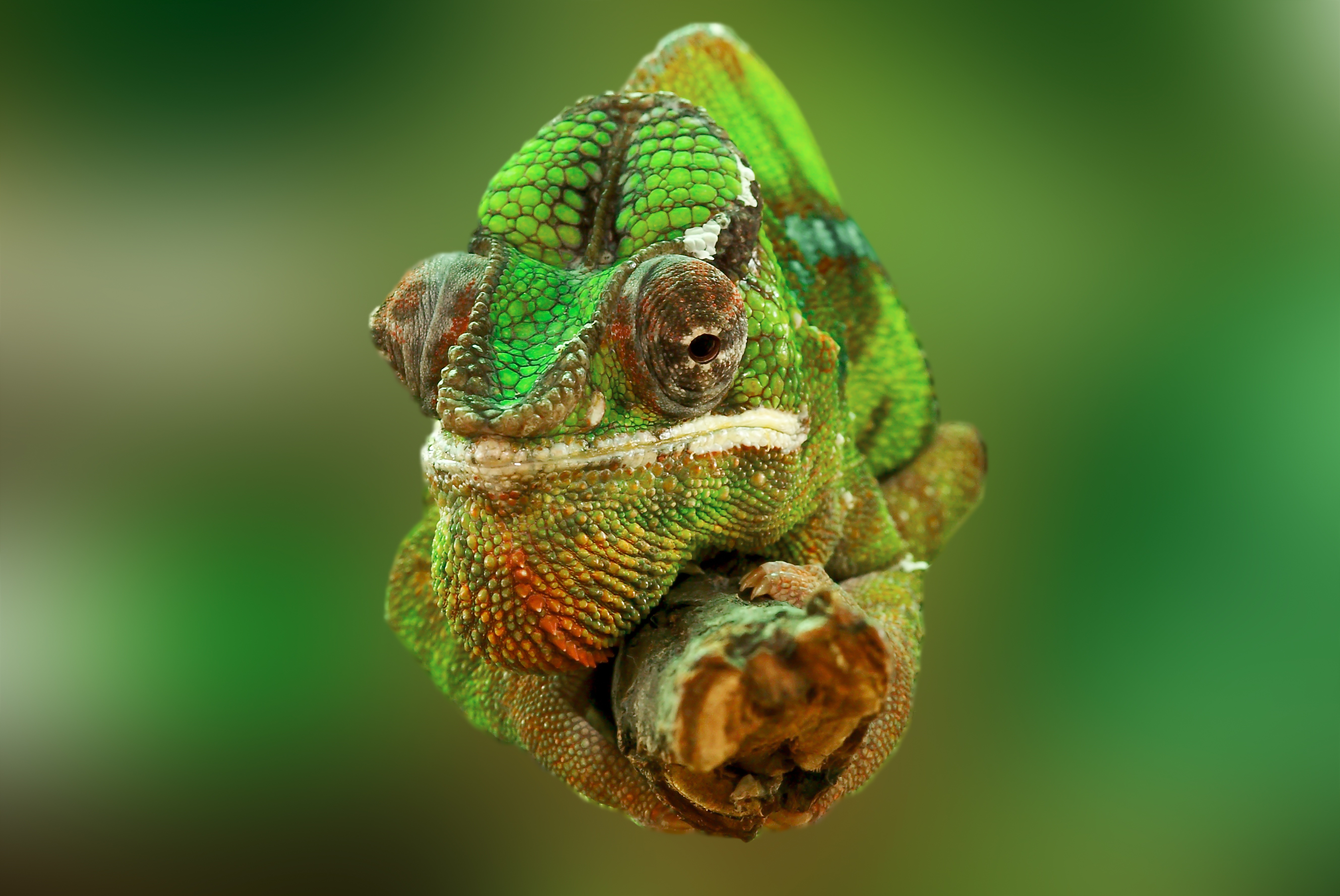 Фото позвоночные голова хамелеон хамелеон - бесплатные картинки на Fonwall
