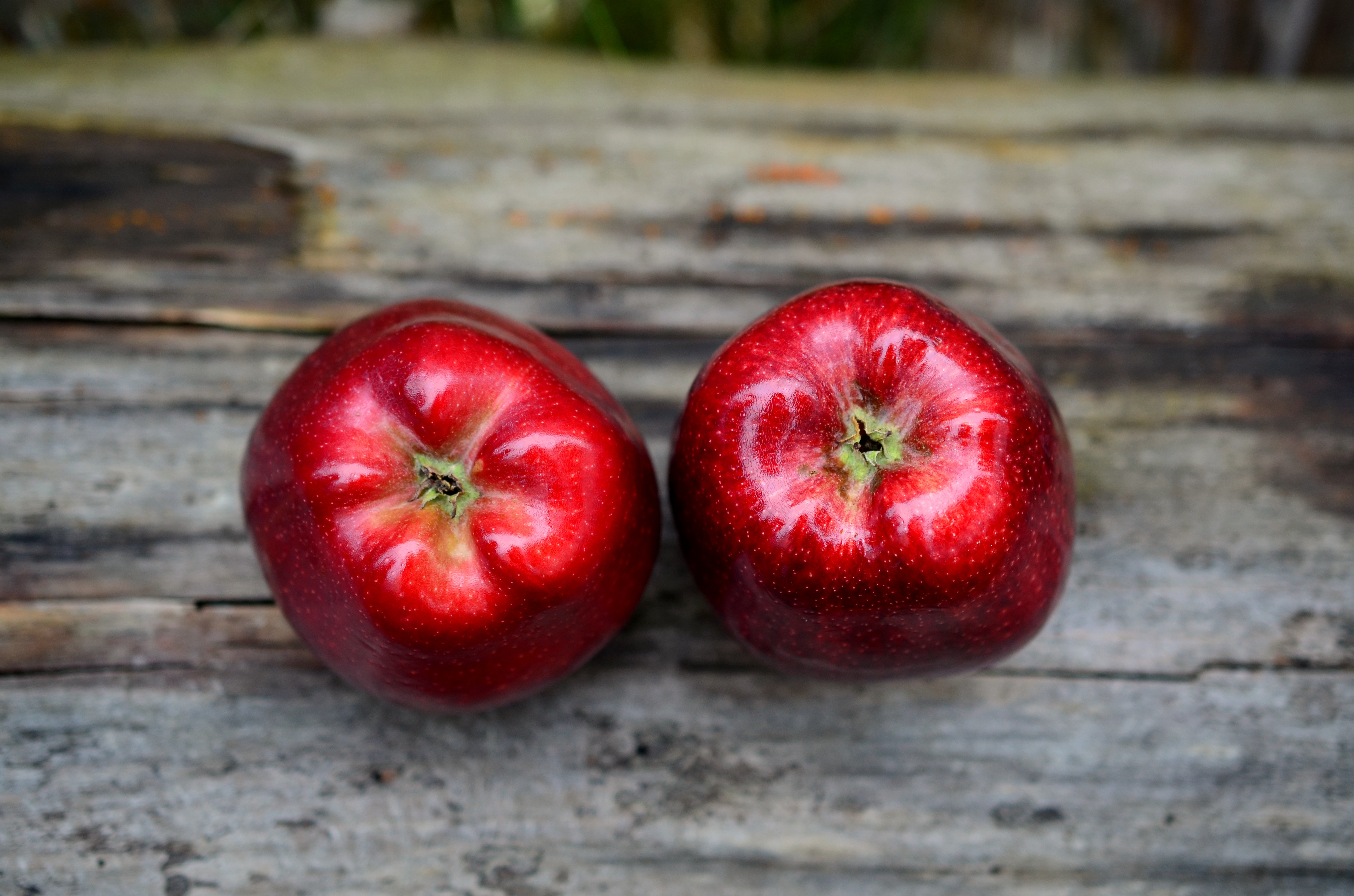 Фото бесплатно яблоко, растение, фрукты