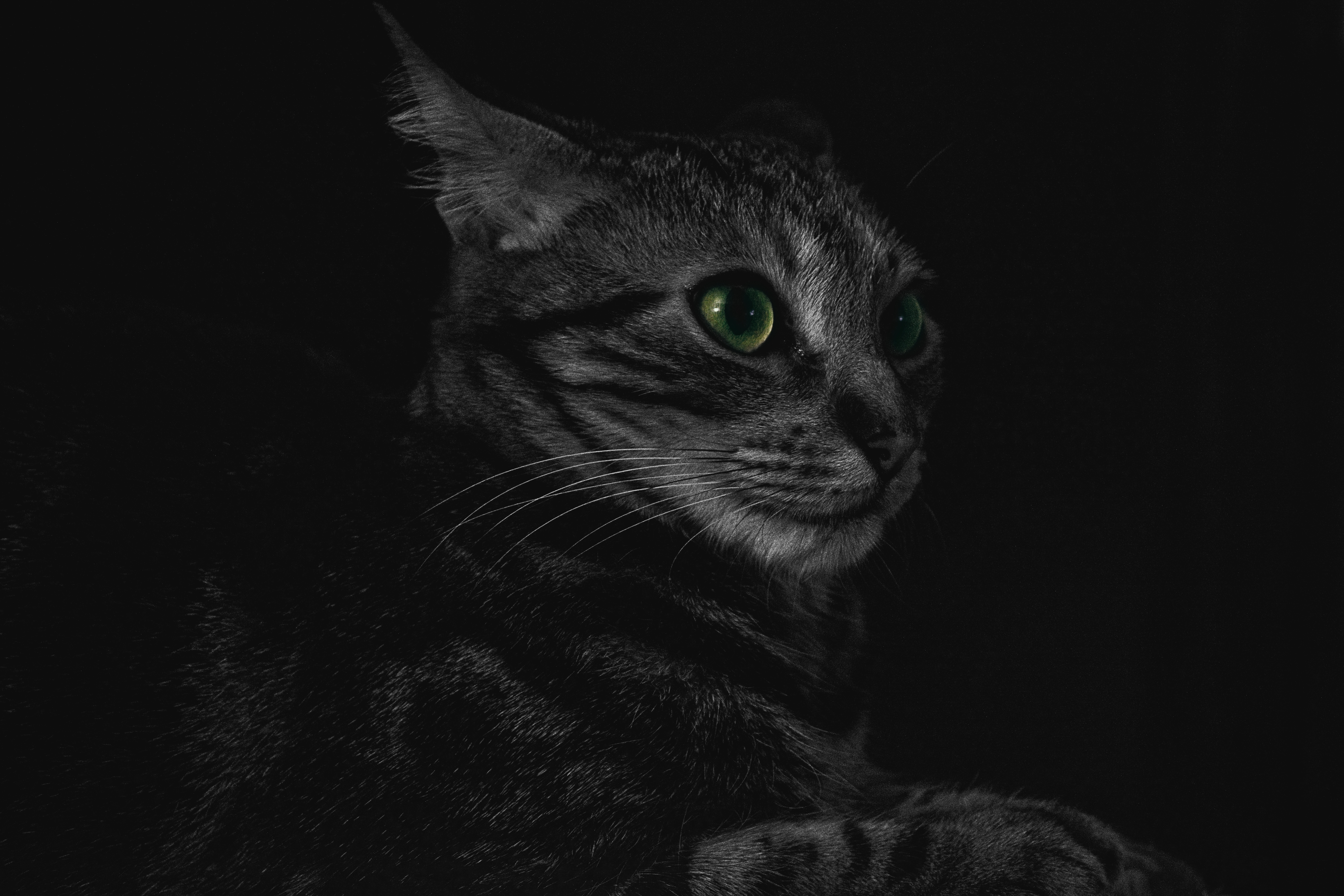 Dark pets. Блэк табби. Черный полосатый кот. Кошка в темноте. Черный кот в темноте.