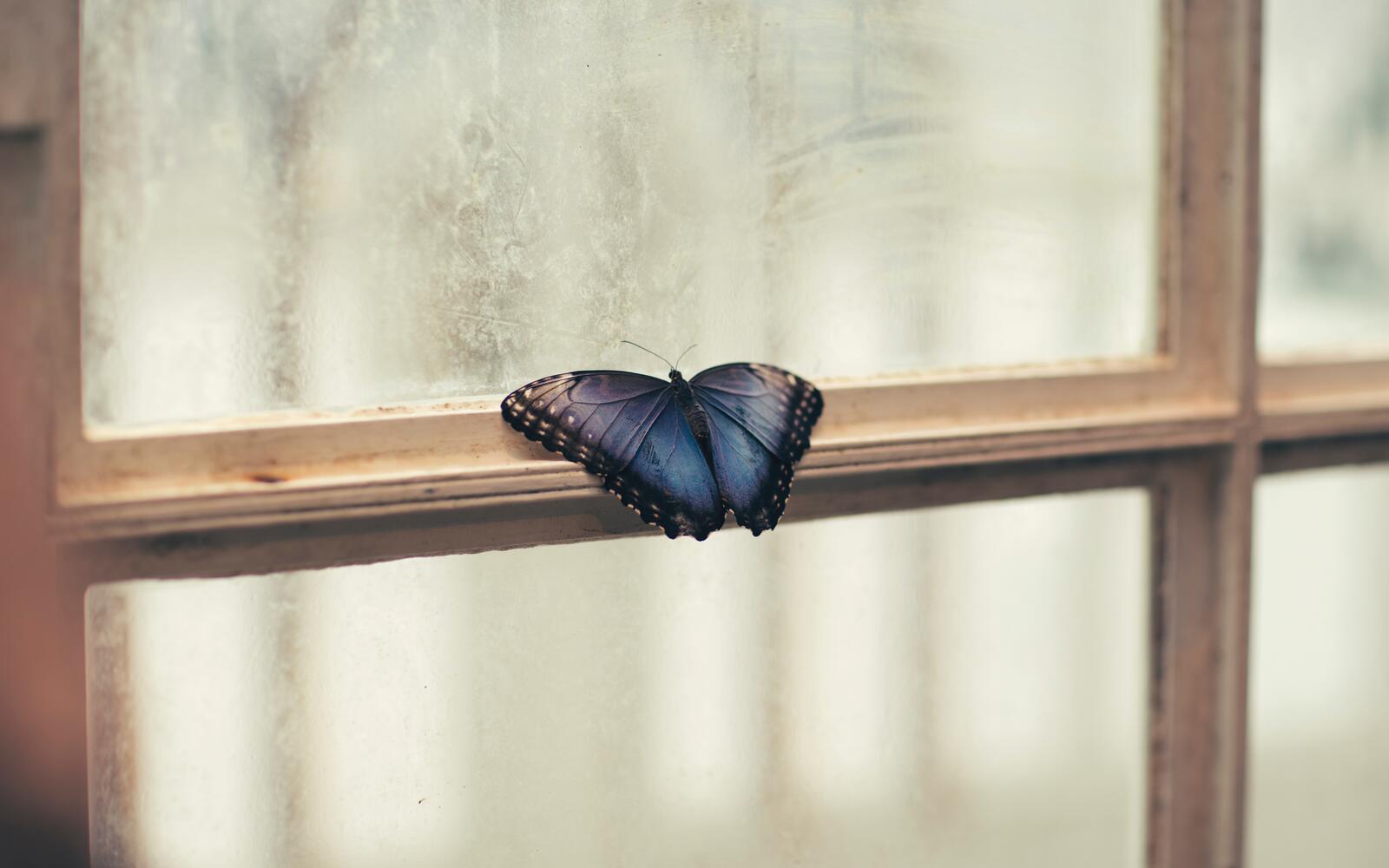 Обои бабочка окно насекомое на рабочий стол
