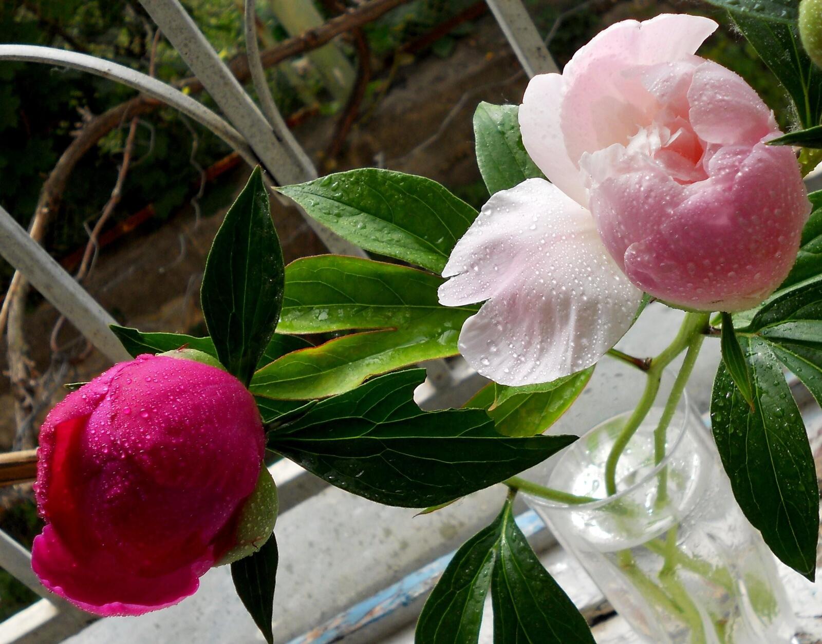 Обои свежие пионы цветы на рабочий стол