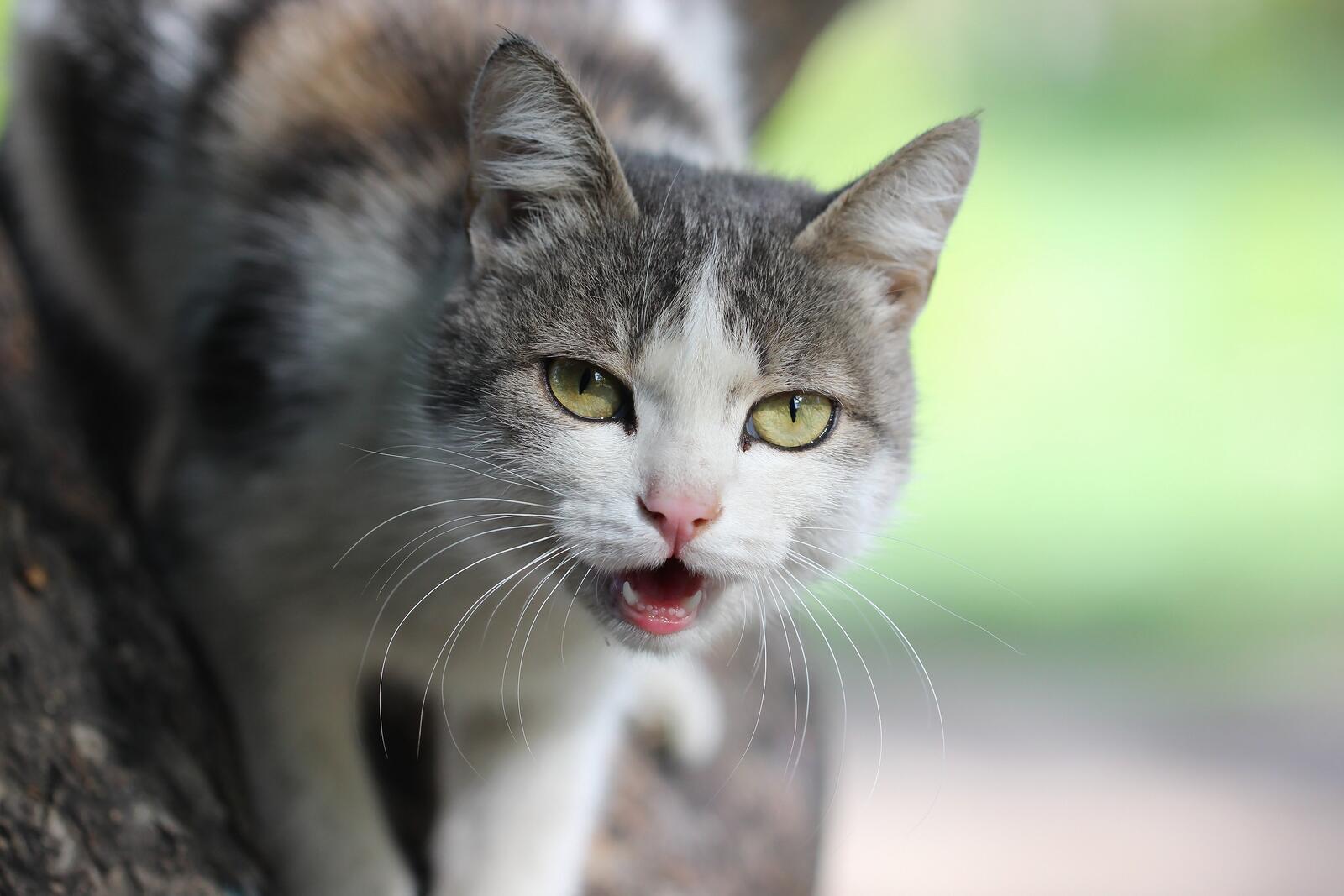 Бесплатное фото Зеленоглазая кошка мяукает