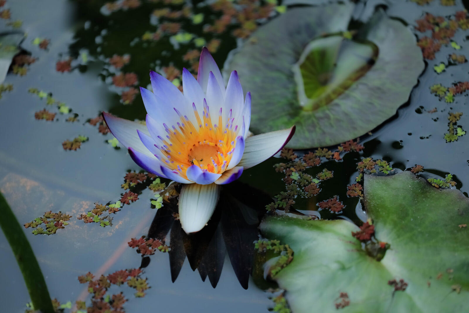 Wallpapers water lilies blue flower water lily on the desktop