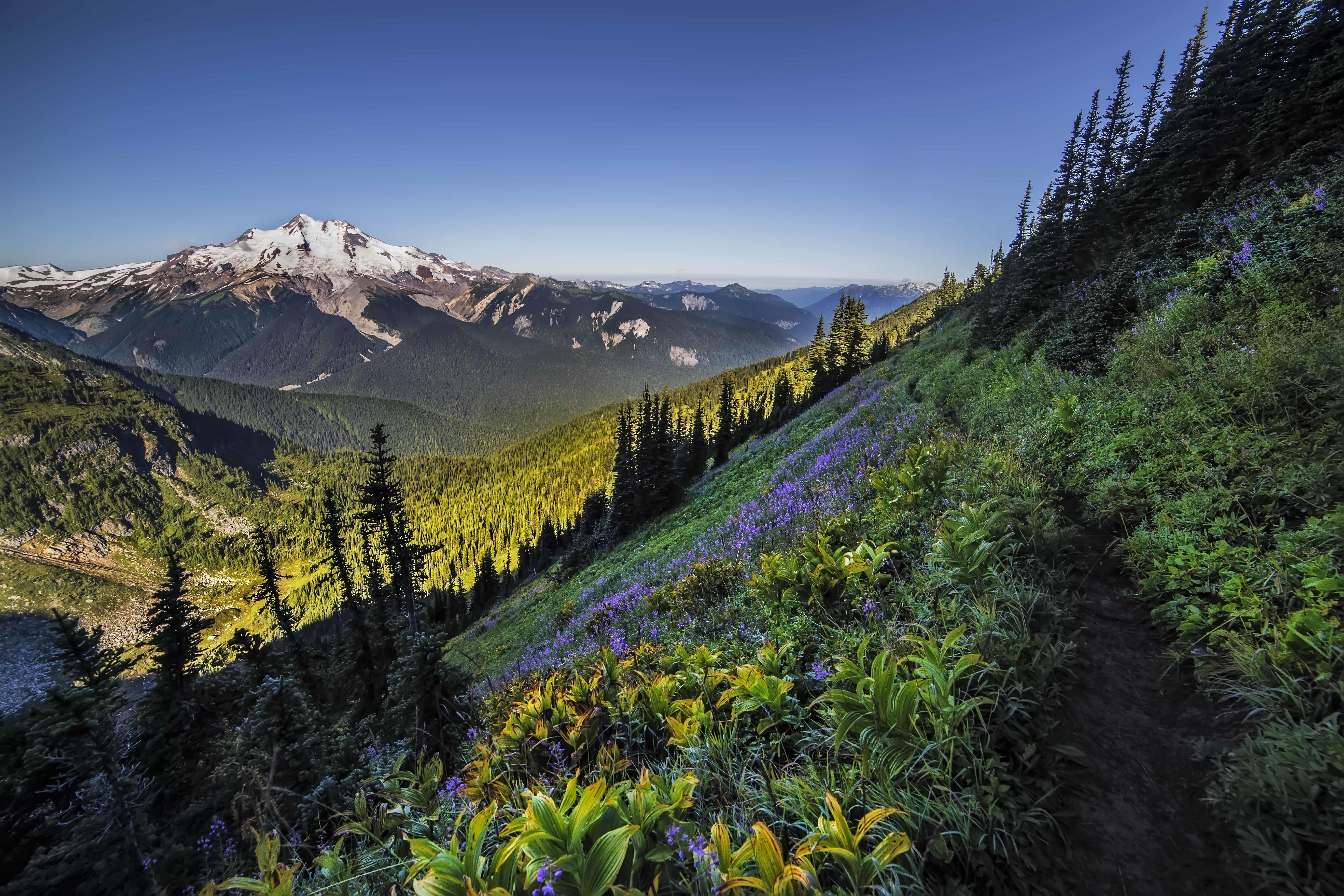 Wallpapers Wild nature of the glacier Peak mountains forest on the desktop