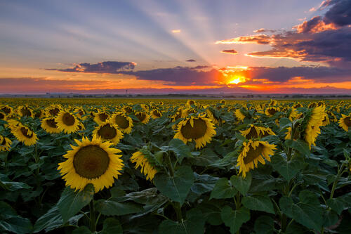 Photo field, sunflowers without registration