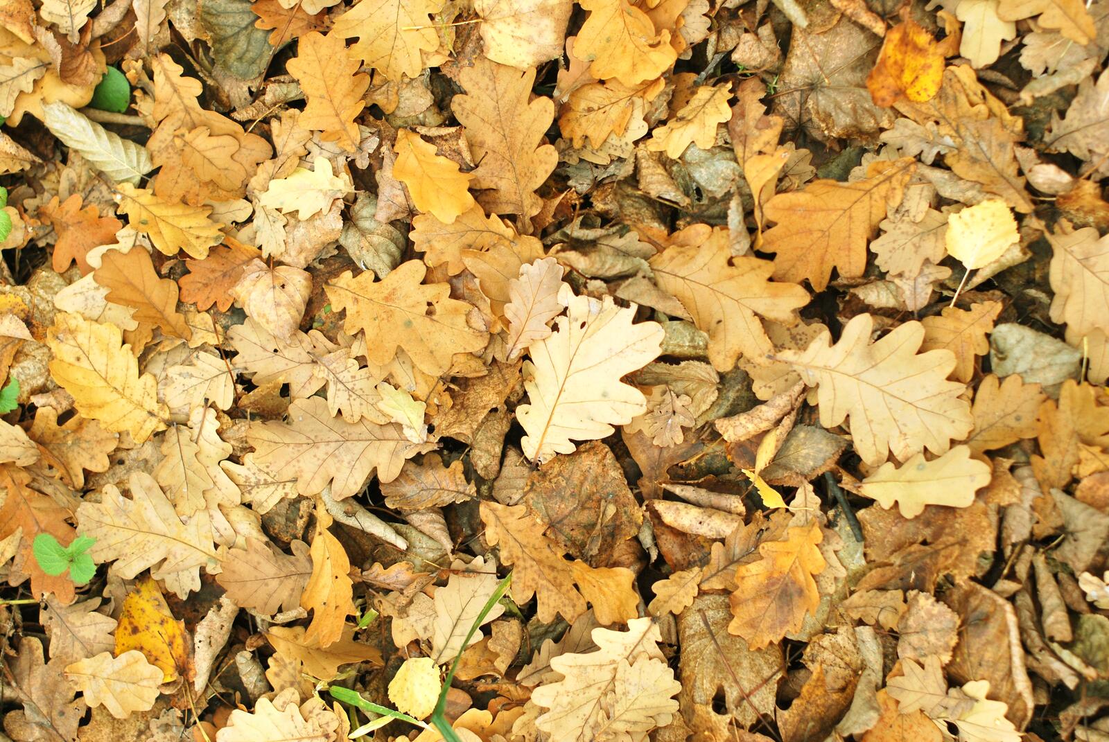 Wallpapers autumn leaves ground on the desktop