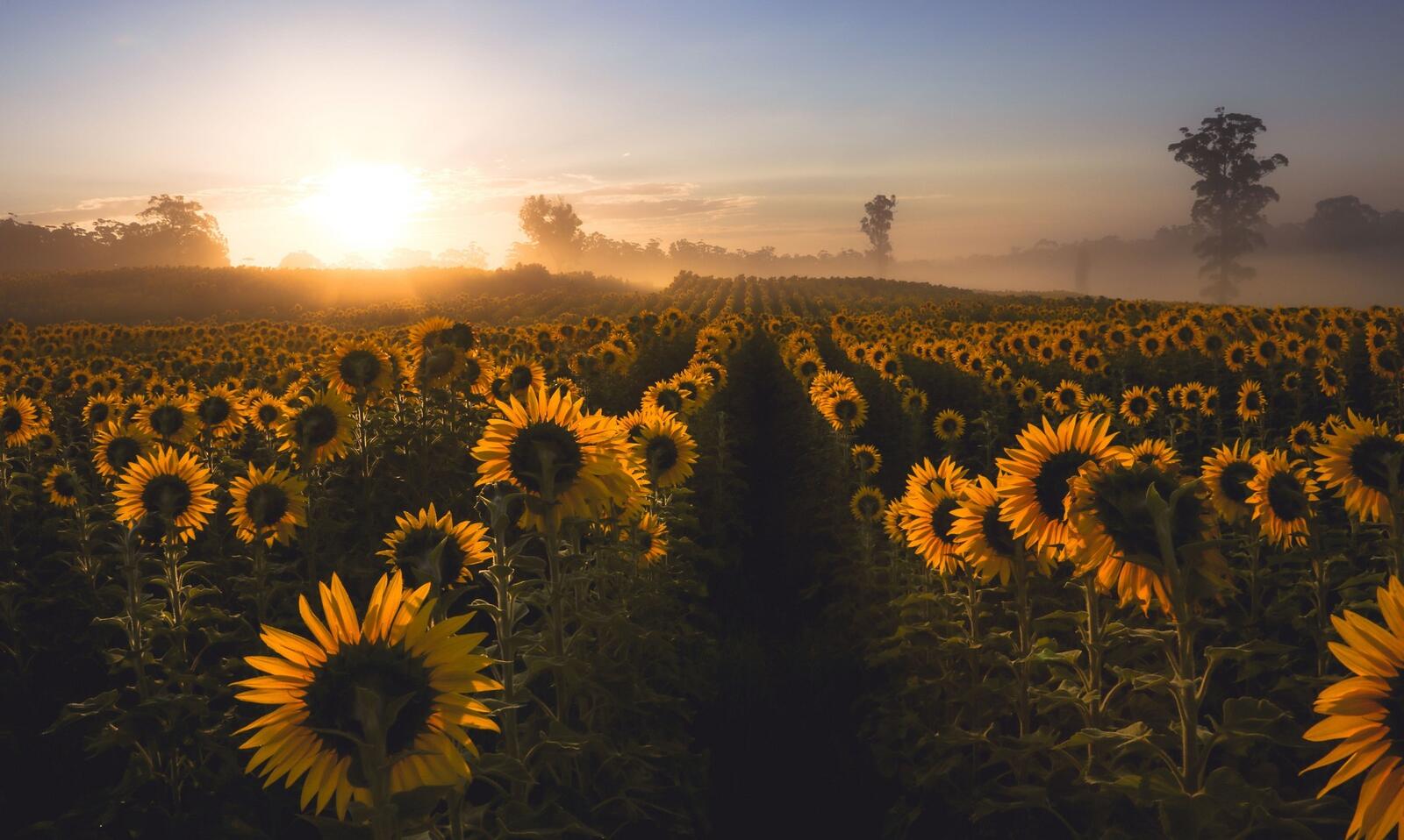 Wallpapers field sunflowers sunset on the desktop