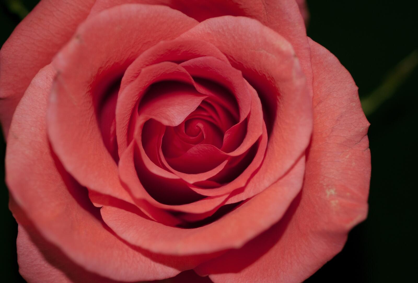 Бесплатное фото Нежная красная роза
