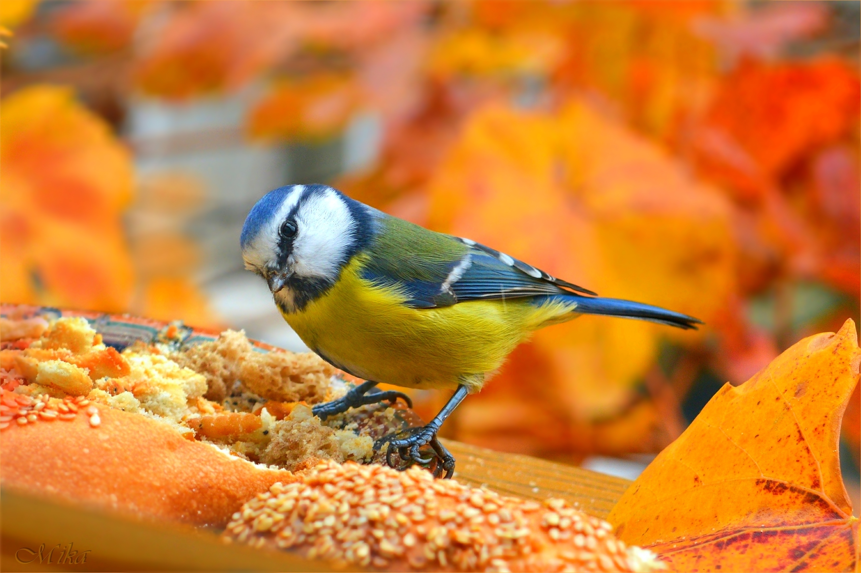 Фото бесплатно обои птица, autum, листья