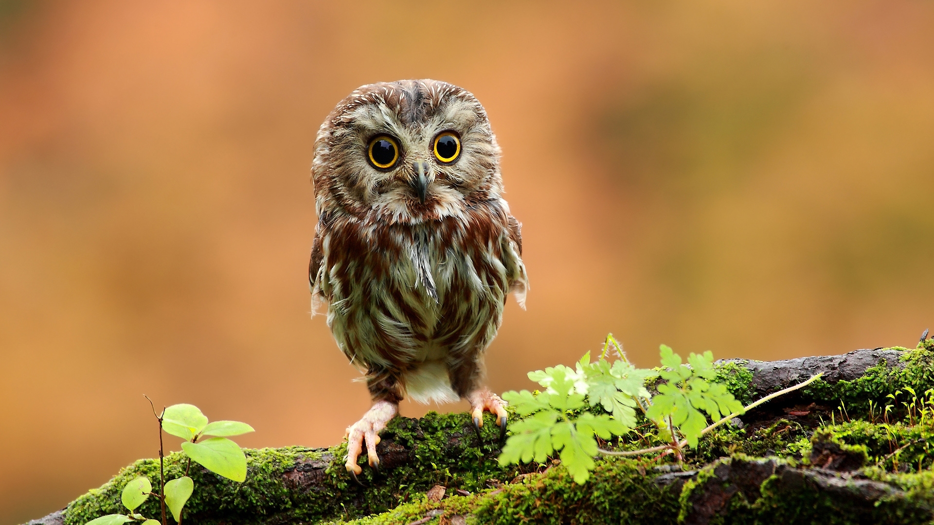 Free photo A surprised little owl