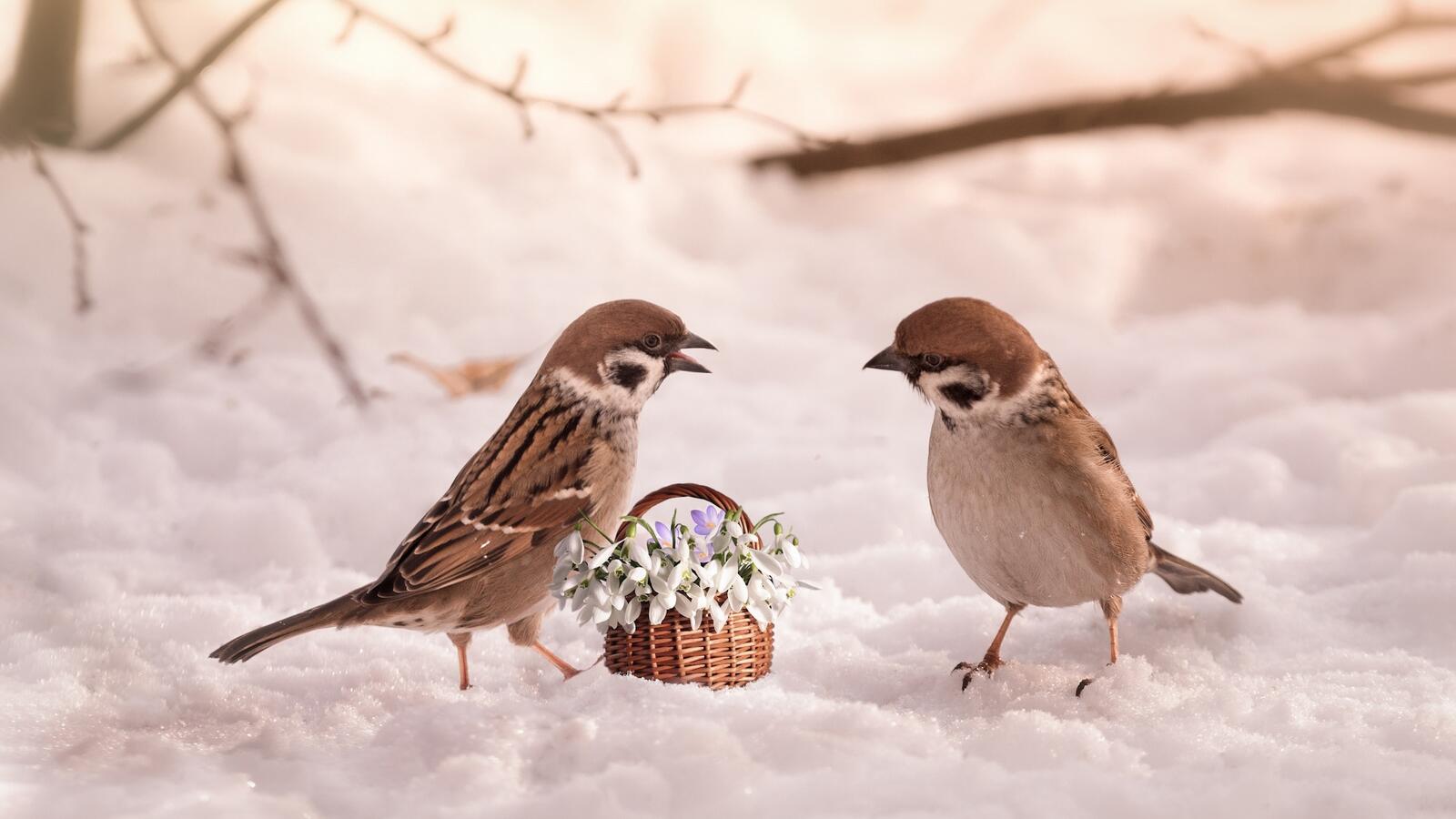 Обои цветочная корзина снег птицы на рабочий стол