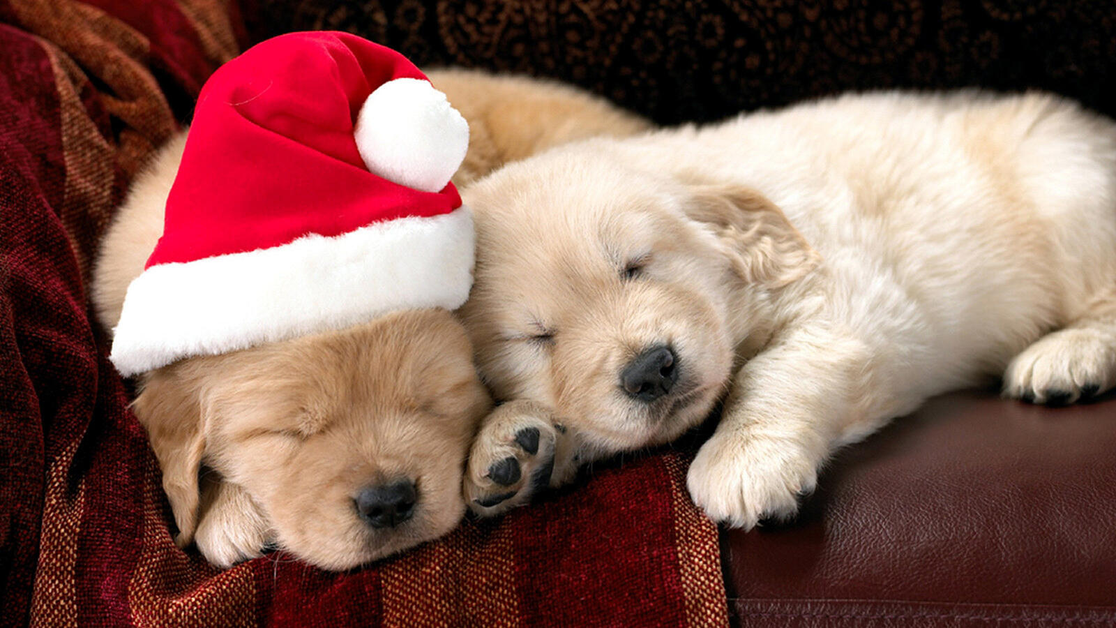 Wallpapers dogs two puppy new year`s hat on the desktop
