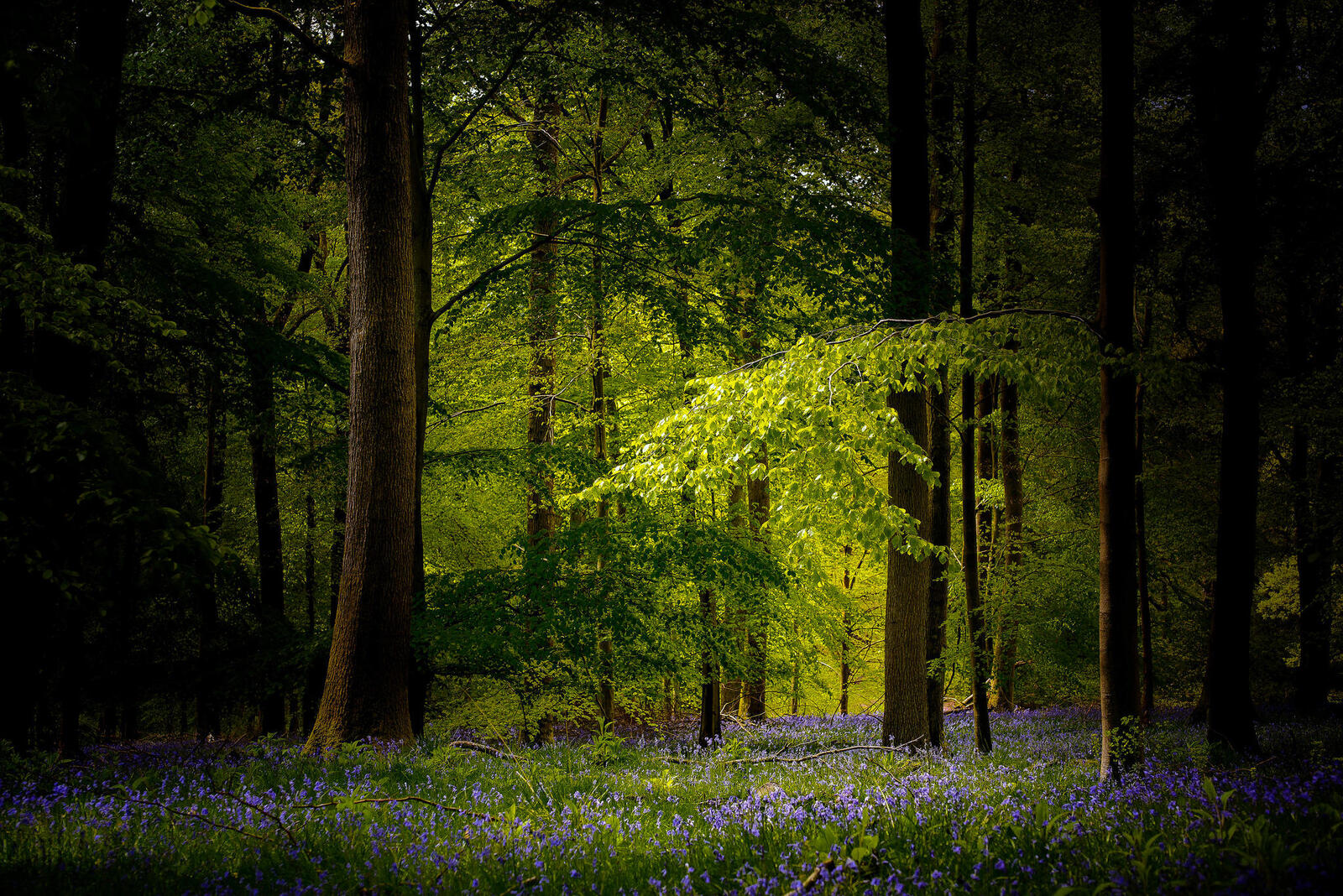 Wallpapers green foliage forest flowers on the desktop