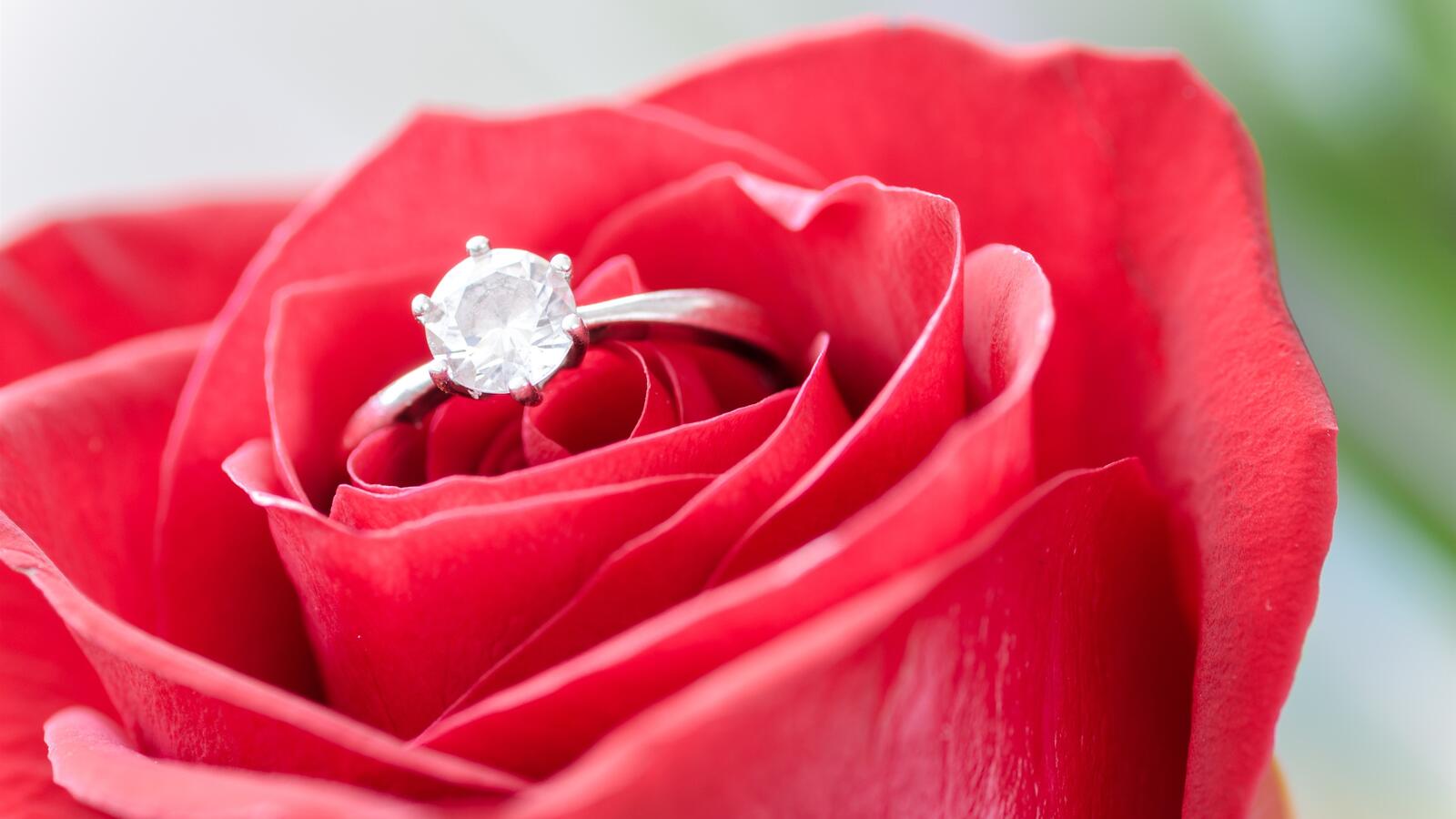 免费照片红色玫瑰花蕾钻石戒指