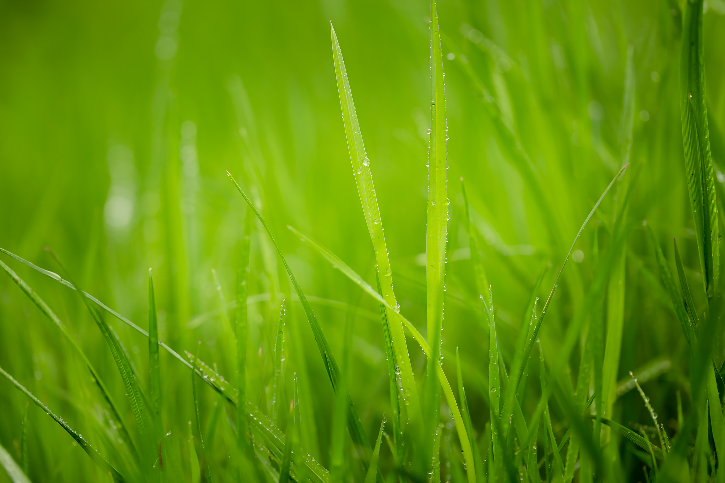 Free photo Young grass