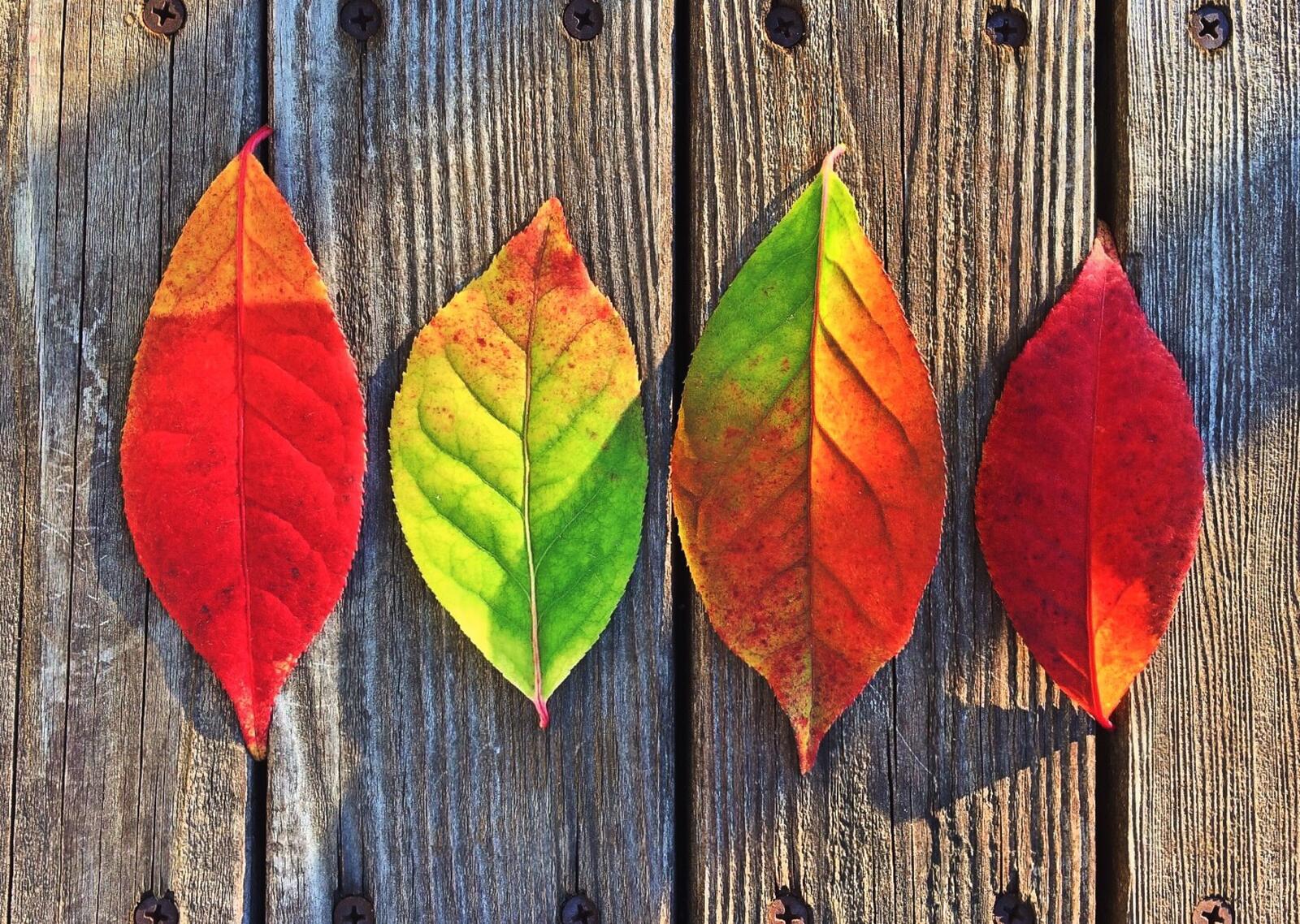 Бесплатное фото Осенние листики разложенные на деревянном столе