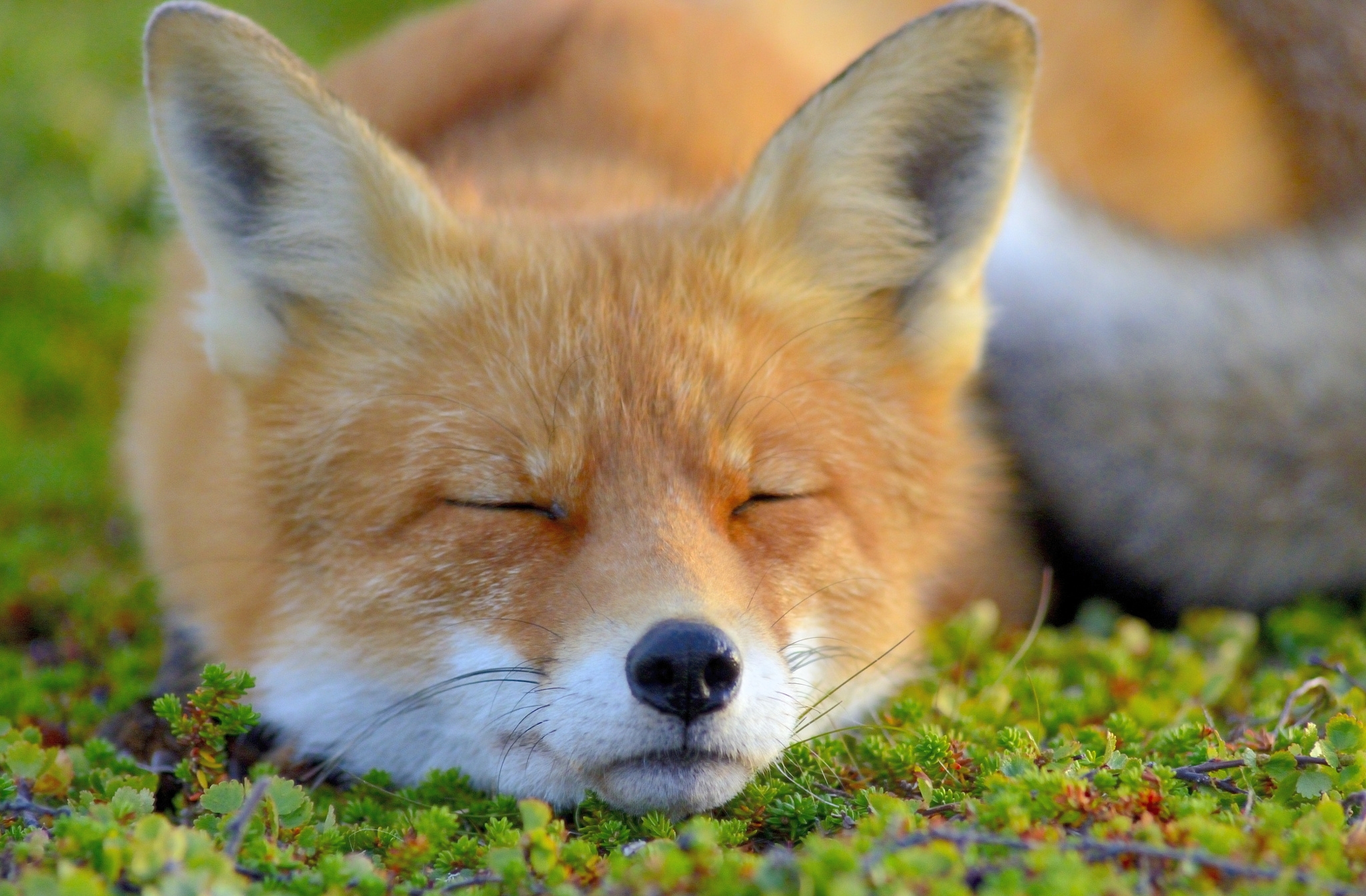 免费照片狐狸睡在绿草地上。