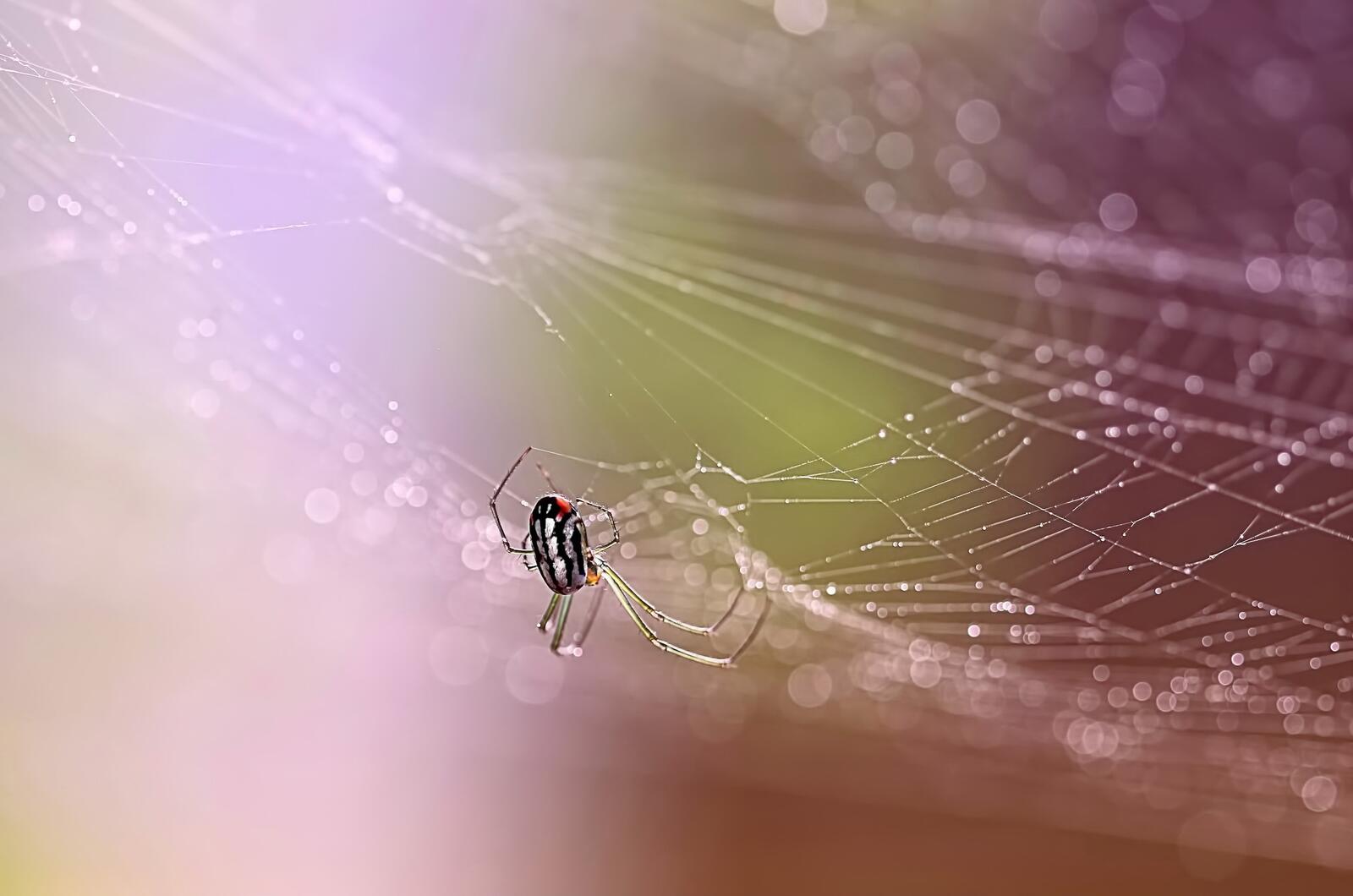 Wallpapers macro arachnid web on the desktop