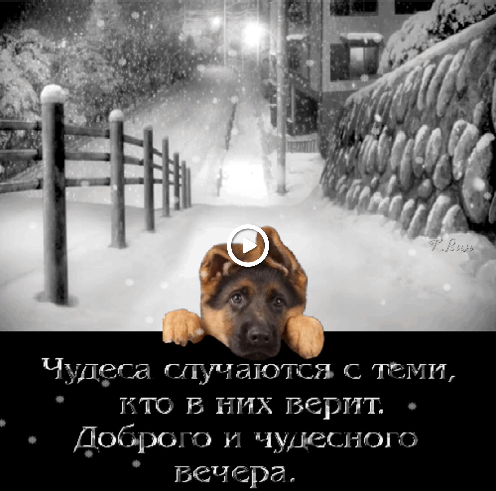 A postcard on the subject of winter evening a dog winter for free