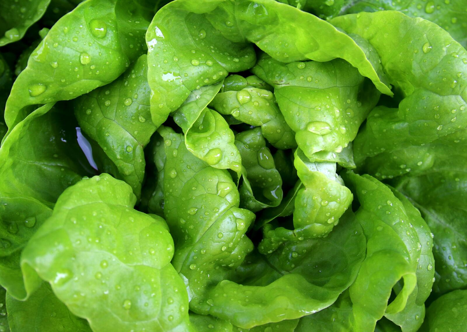 Обои еда салат зелёный на рабочий стол
