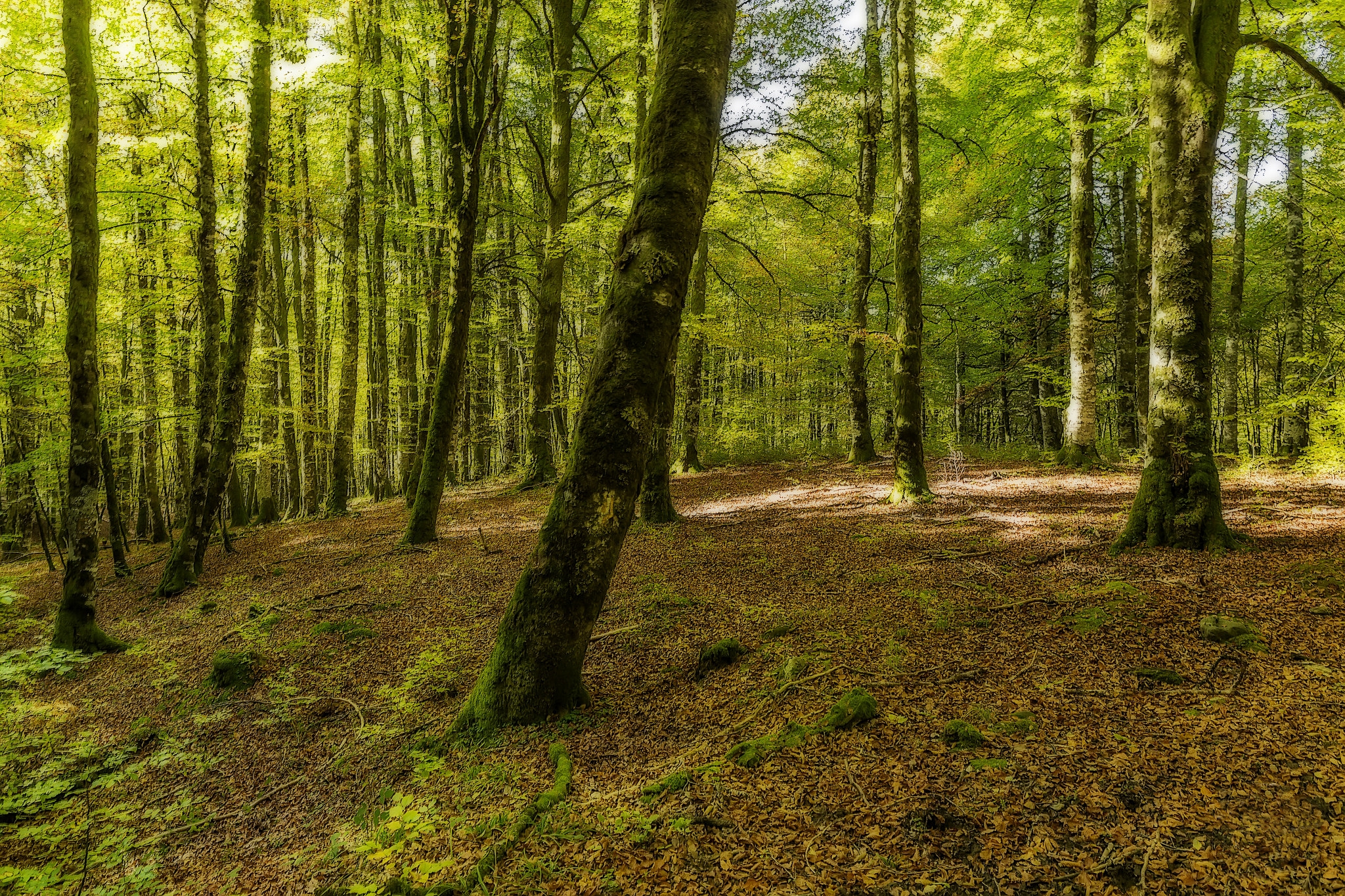 Фото бесплатно стволы деревьев, опавшие листья, осенний лес