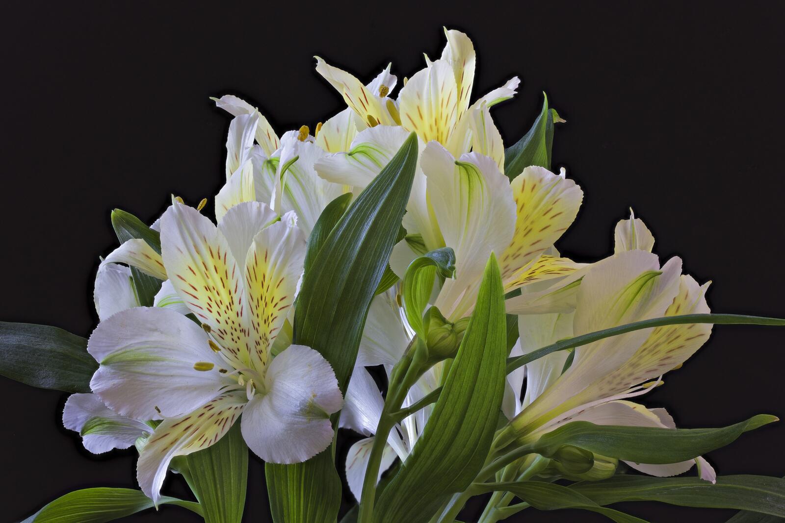Обои Альстромерия Aurea лилии цветы на рабочий стол