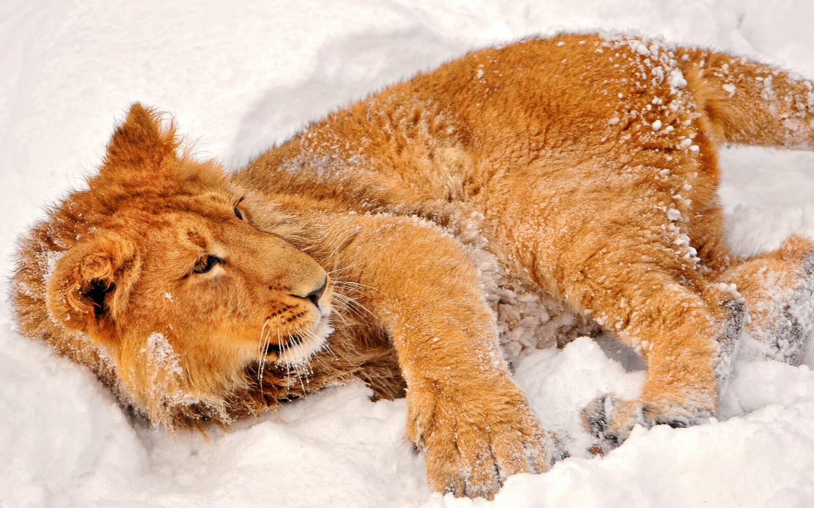 Wallpapers lion snow lying down on the desktop