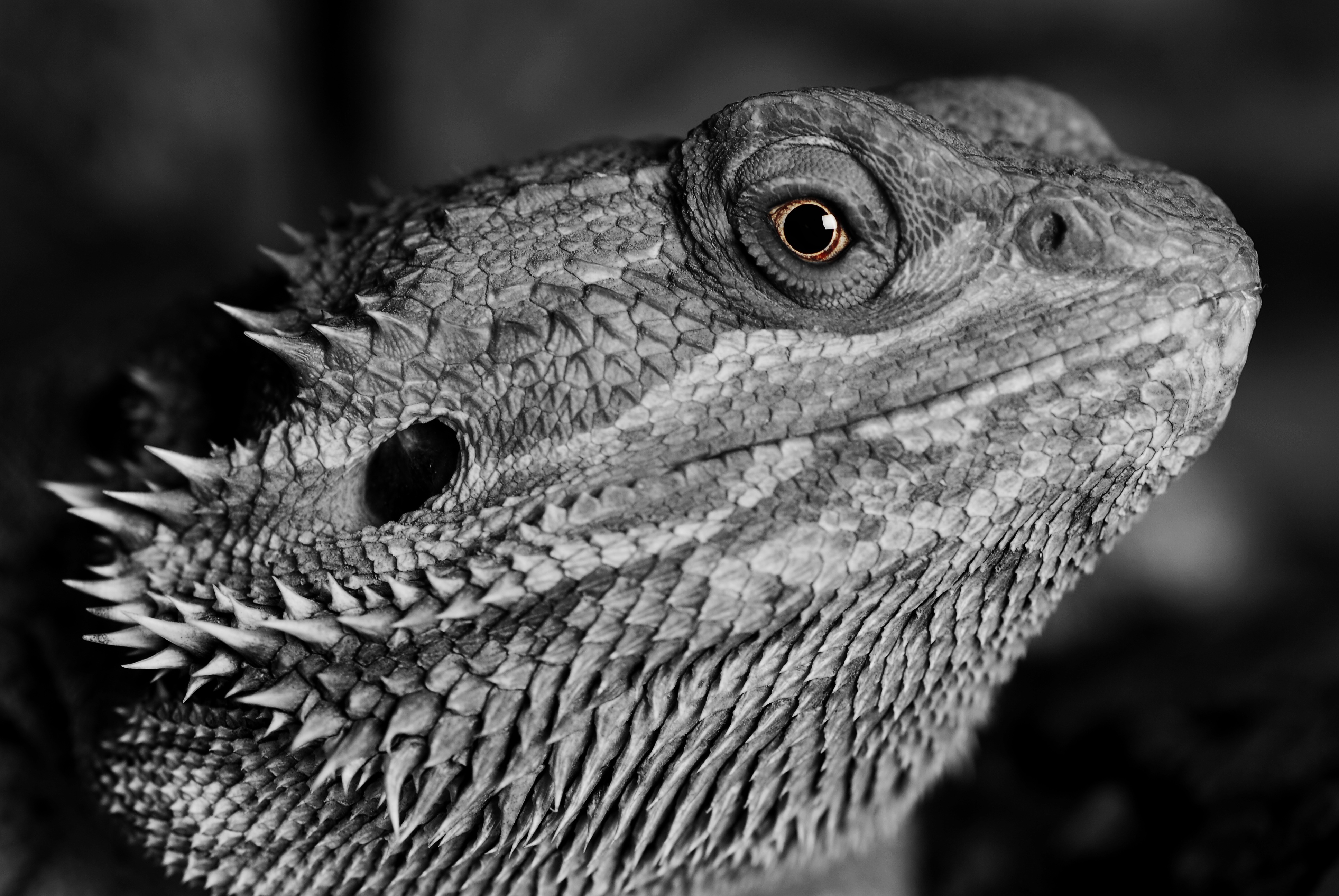 Wallpapers lizard monochrome black and white on the desktop