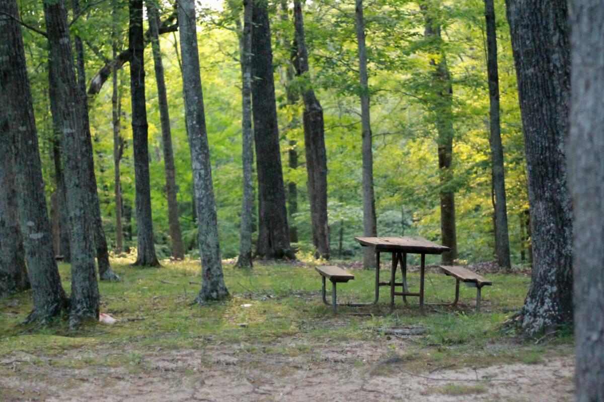 Стол и лавочка для пикника в густом лесу
