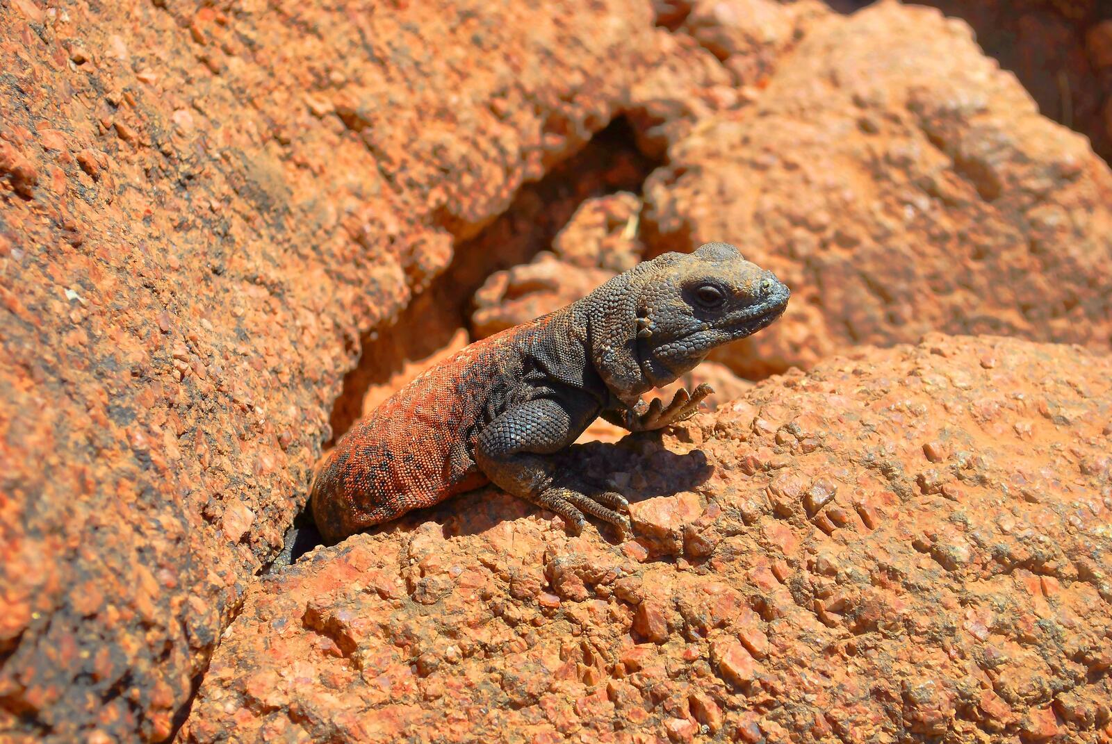 Free photo Lizard living in the rocks